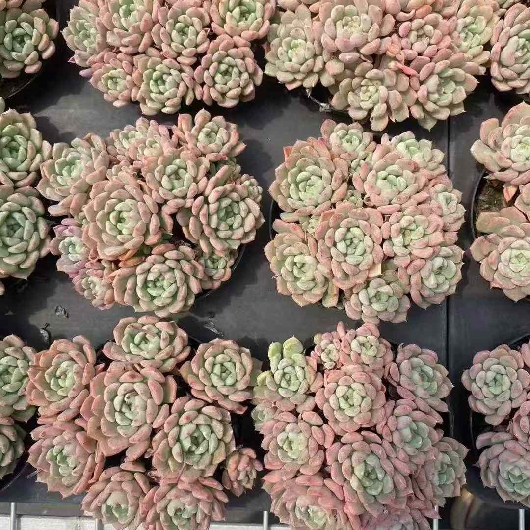 BL1877 キュートバブル(9cm pot)