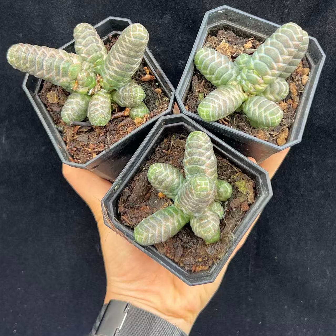 BL2036 玉椿(7cm pot)