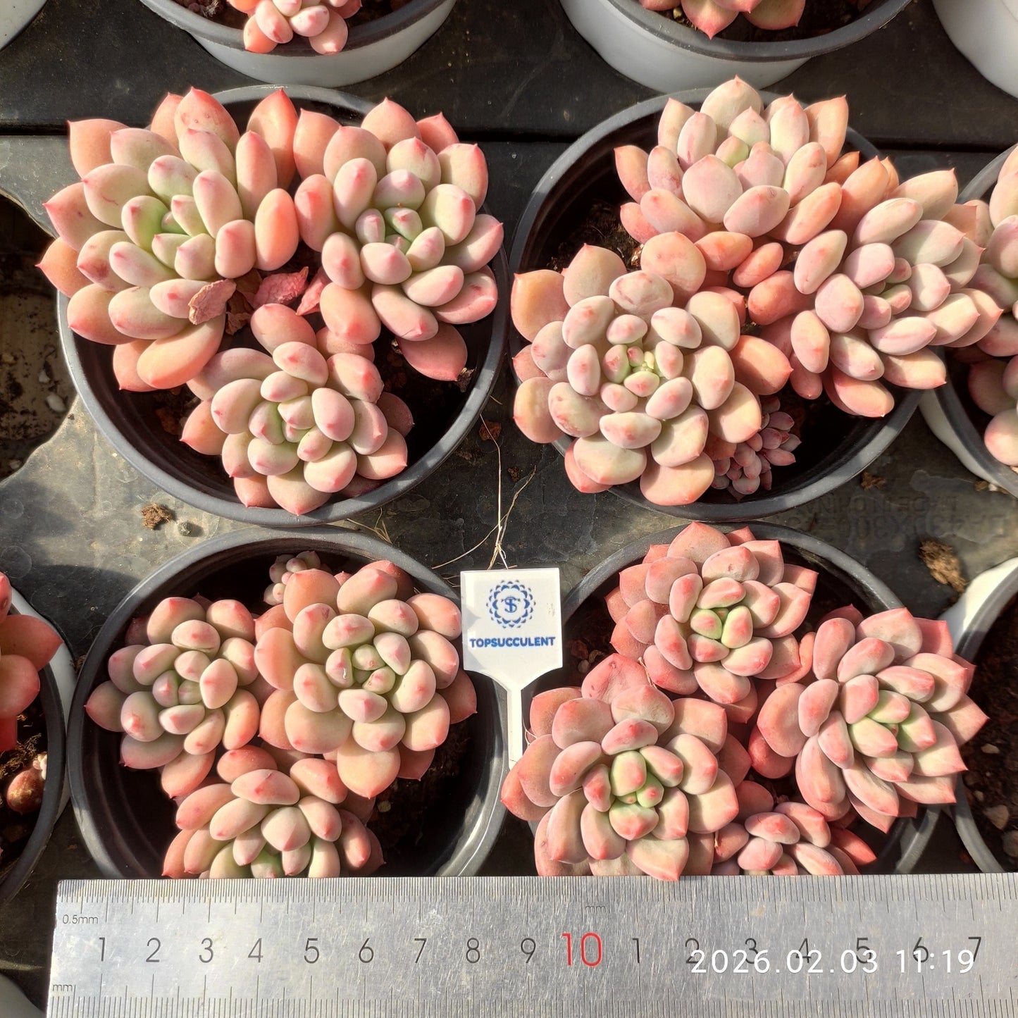 25612 ストロベリーミルク