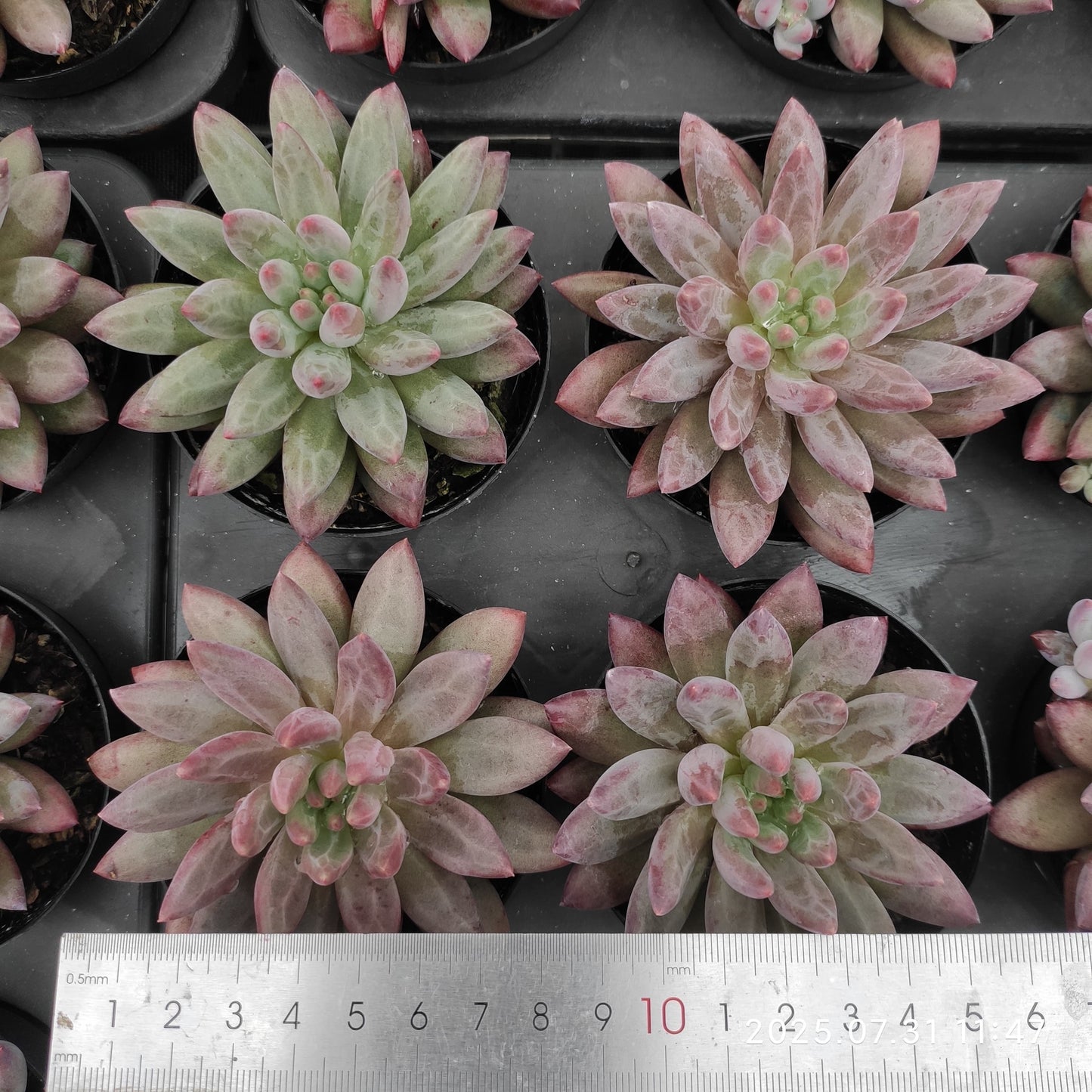 MMT839 ゴールドフィッシュ(9cm pot)