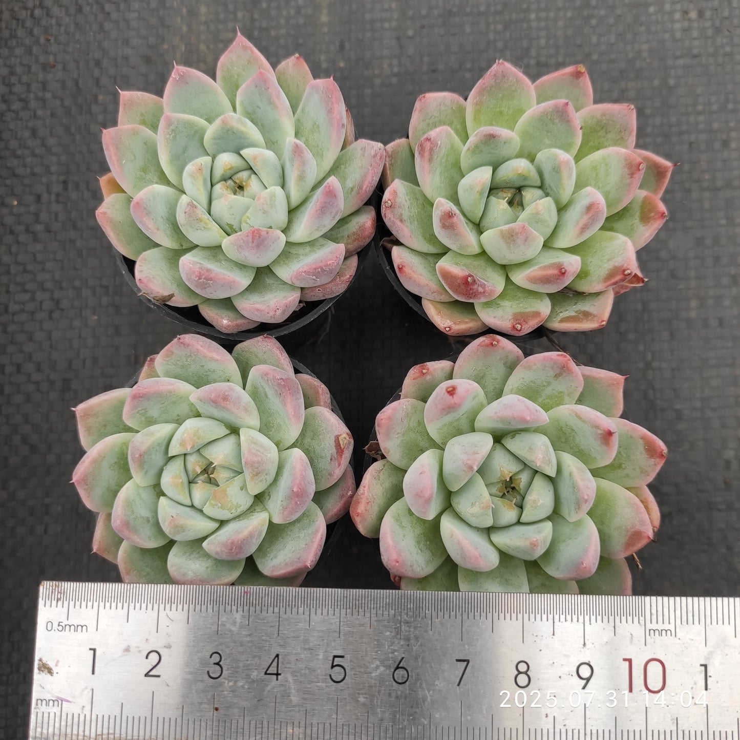 MMT861 ドリームスーツ(5.5cm pot)
