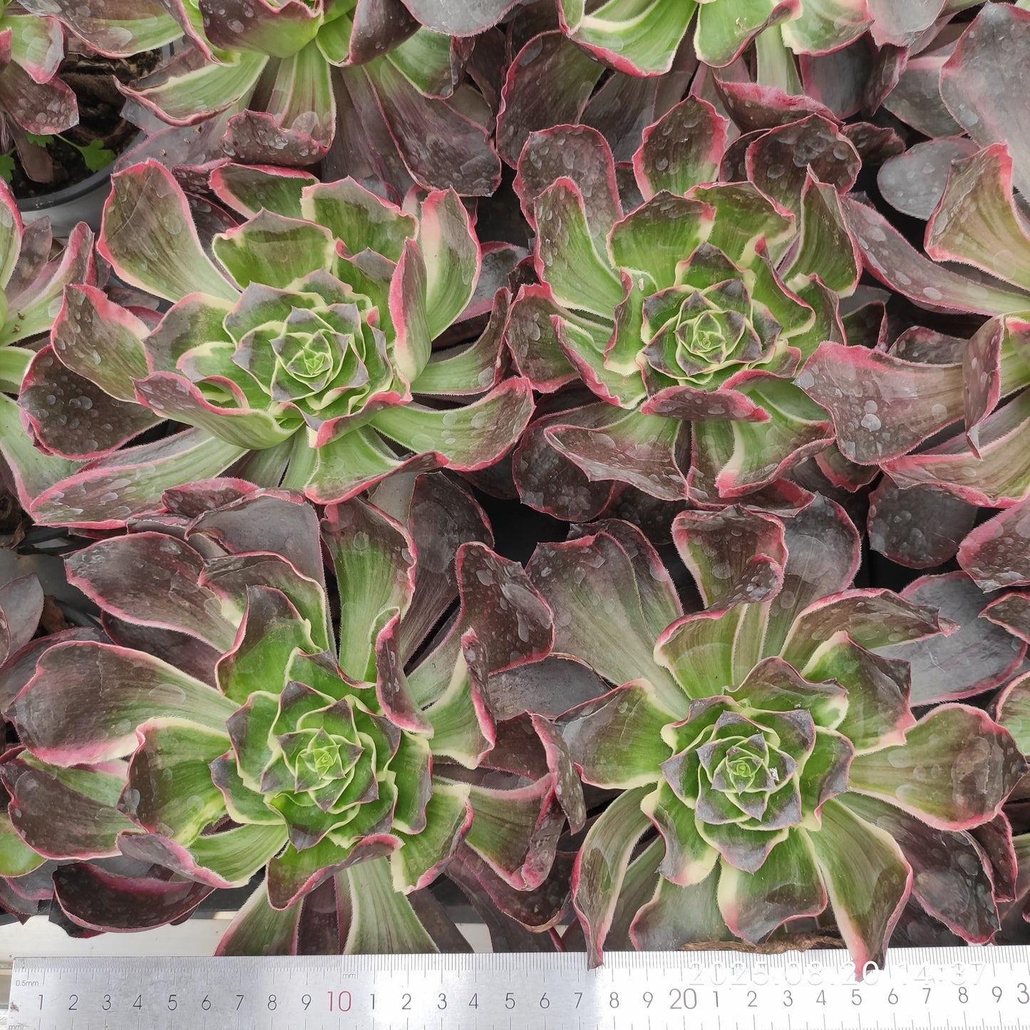 ON638 イーブル アイ(15cm pot)