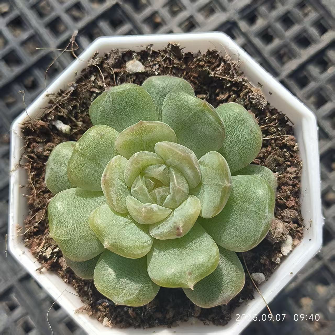 FFH220 ホワイトラバー(6.5cm pot)