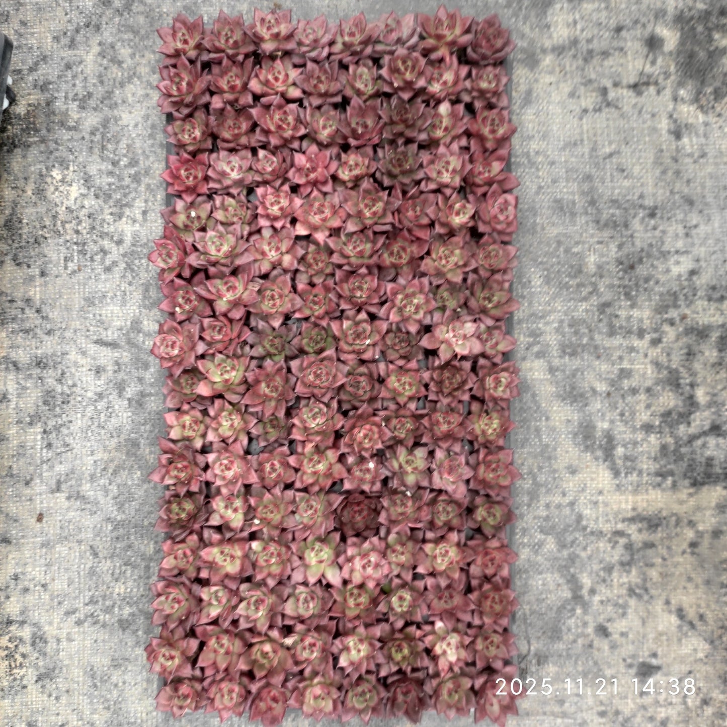 19424 アクエリアス(3cm pot)(ポット苗)