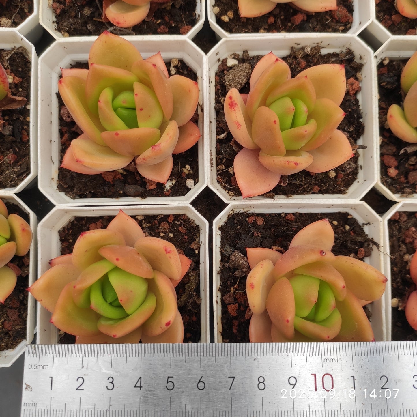 LMM434 ジューピター(7cm pot)