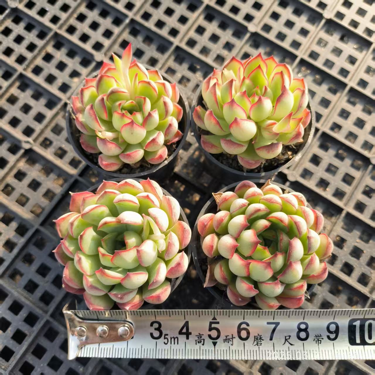 HH132 スモールランタン(5cm pot)