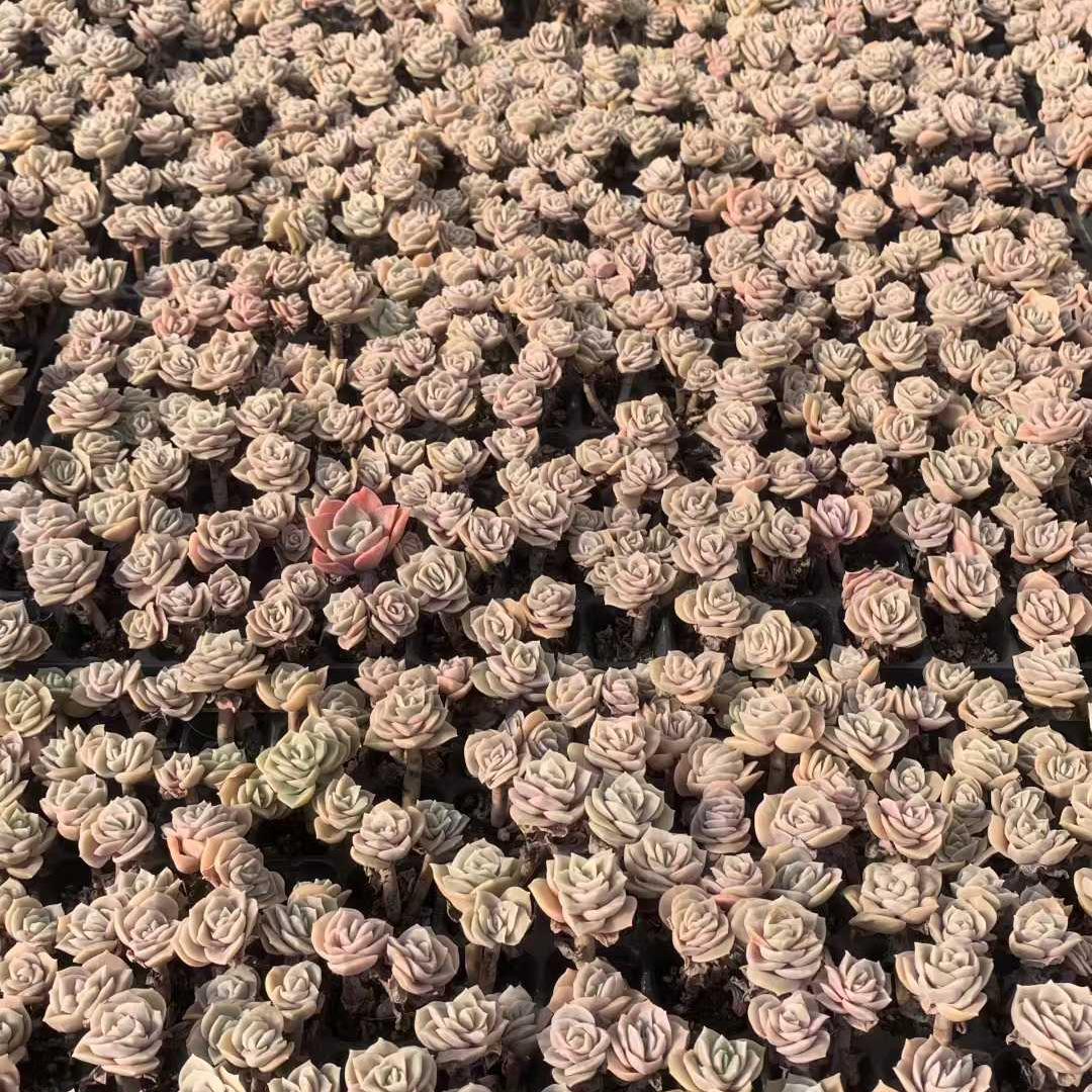 25442 ラブリーローズ