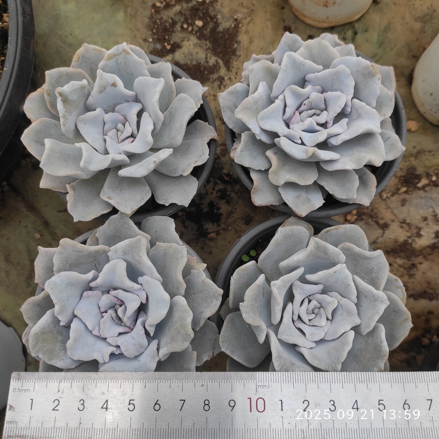 ZX077 クリスペートビューティ(9cm pot)