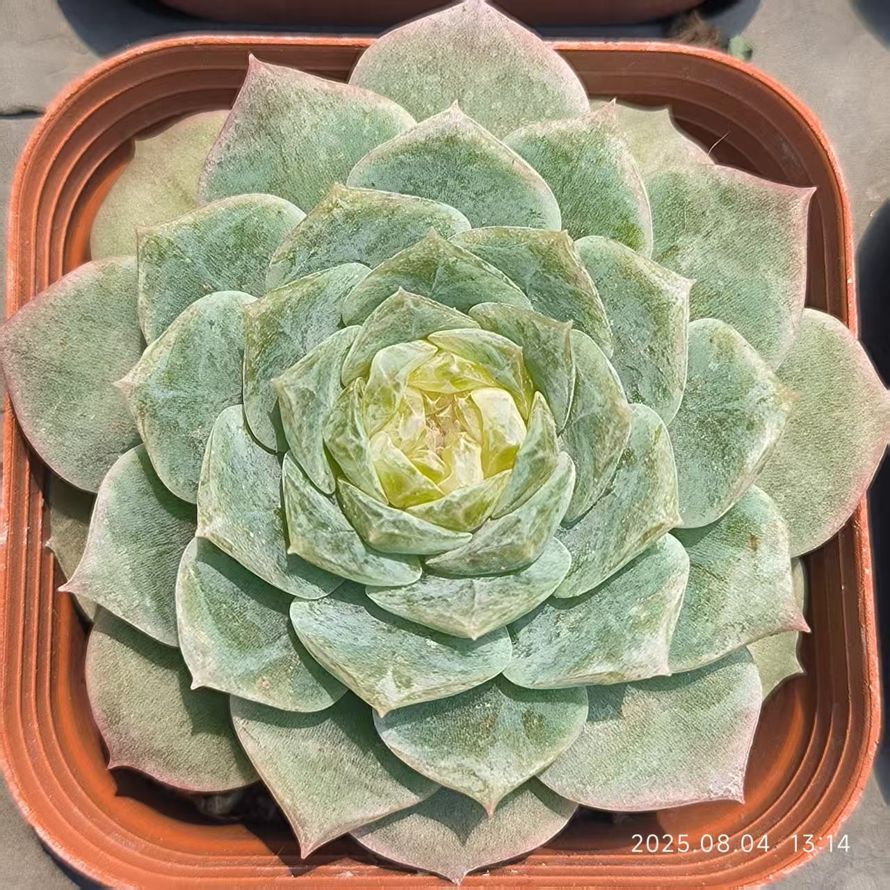 XS1062 アメイジンググレイス(6.5cm pot)