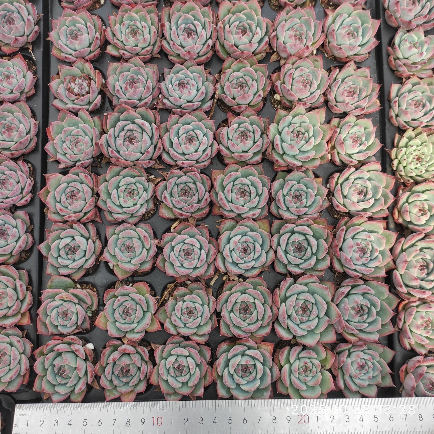 21718 チワワエンシス(3cm pot)(ポット苗)