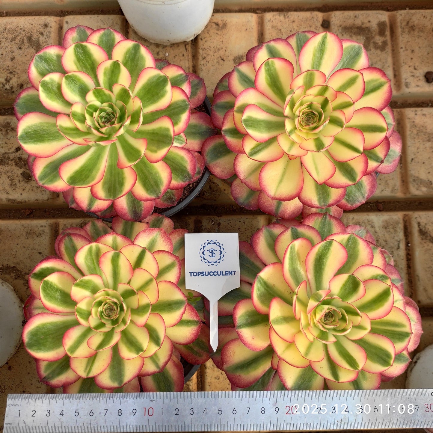 24038 アエオニウム ライチー