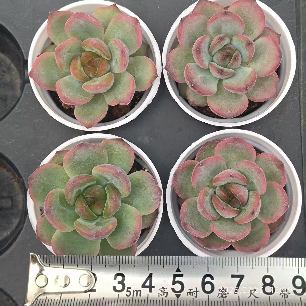 11760 マドンナ x イーサー(5cm pot)