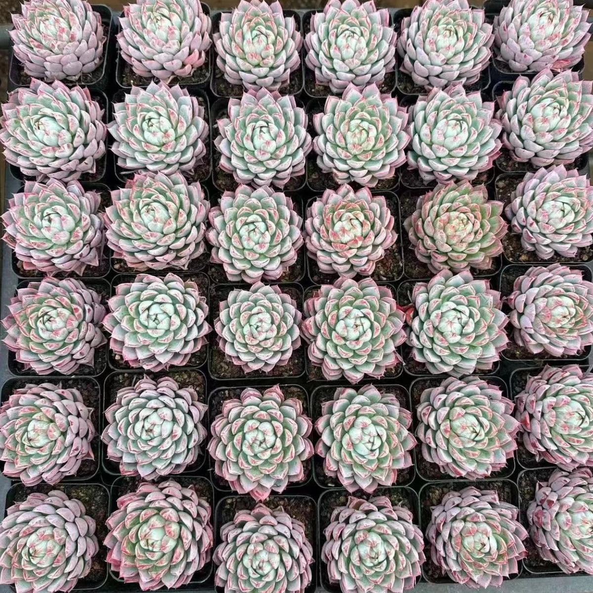 22621 パープル ダイアモンド(6cm pot)