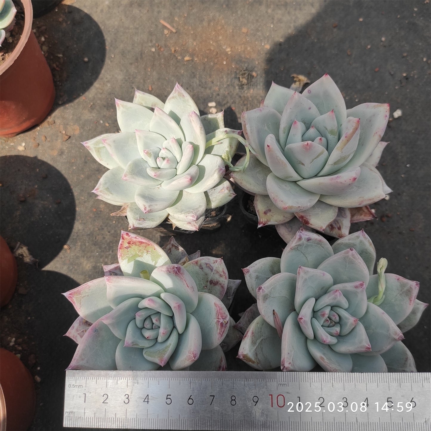 NGN676 ワイルドコロラータ (9cm pot)