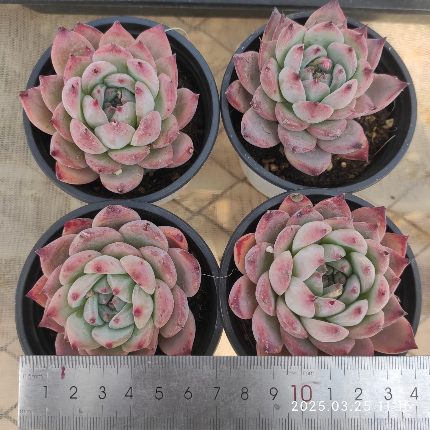 SKL392 パープル サウンド(9cm pot)
