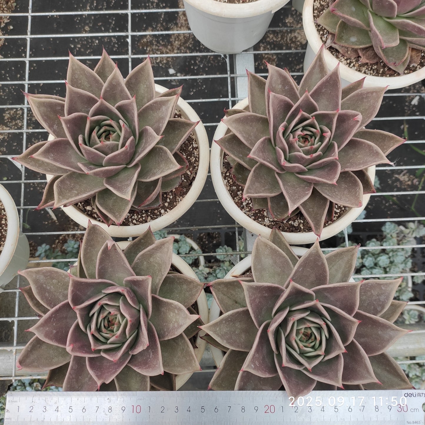 NGN761 スターズ(16cm pot)