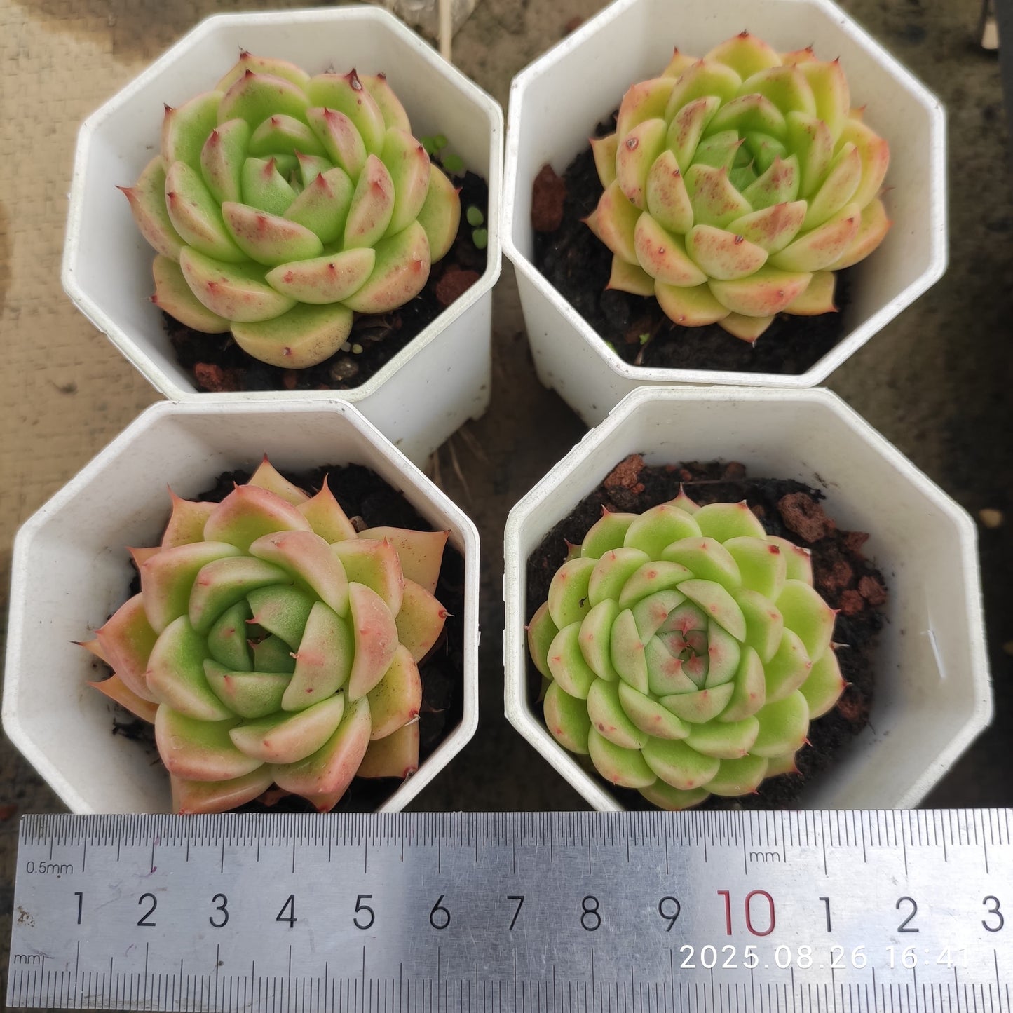 DQ156 マルガン(7cm pot)
