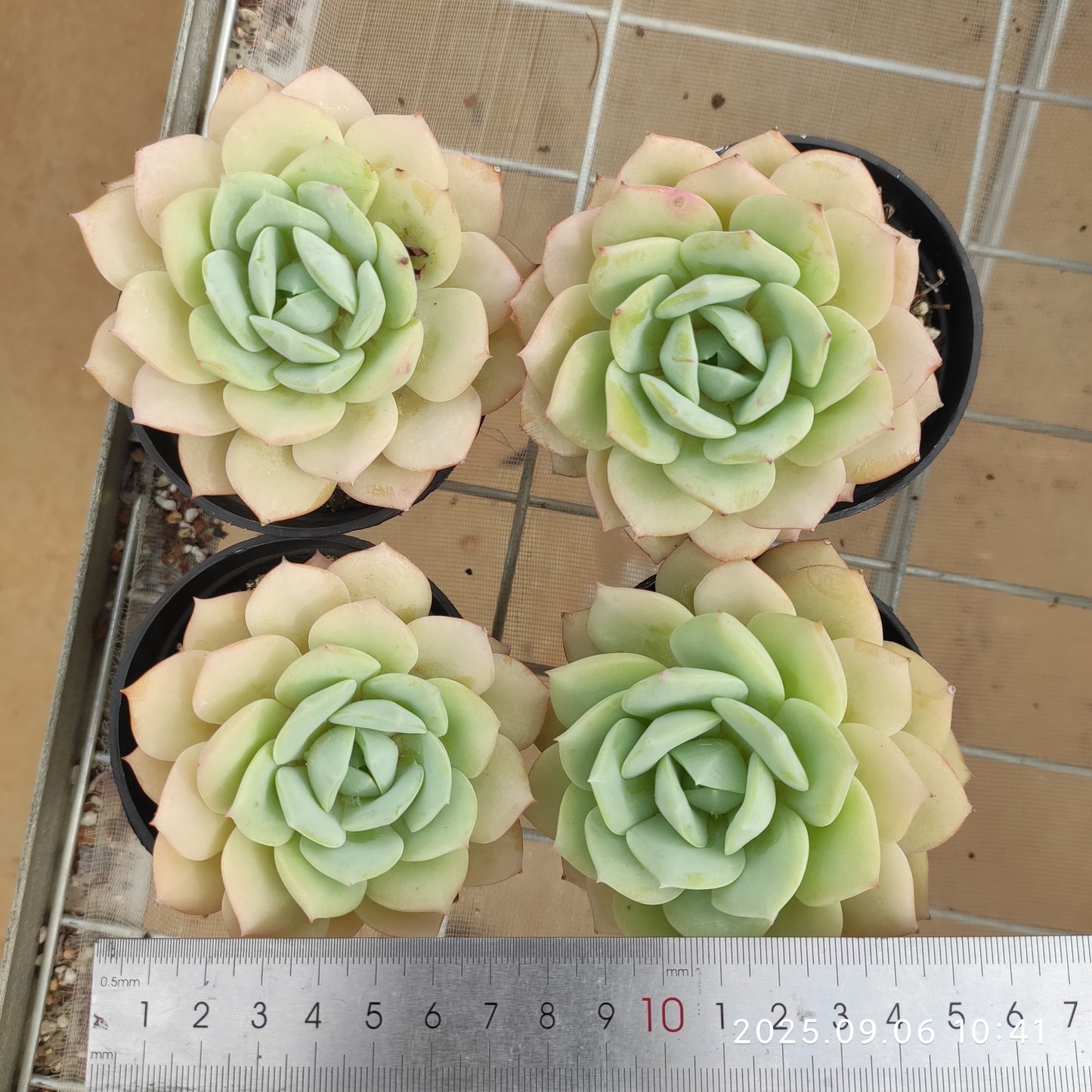 RC031 ラブチューン(9cm pot)