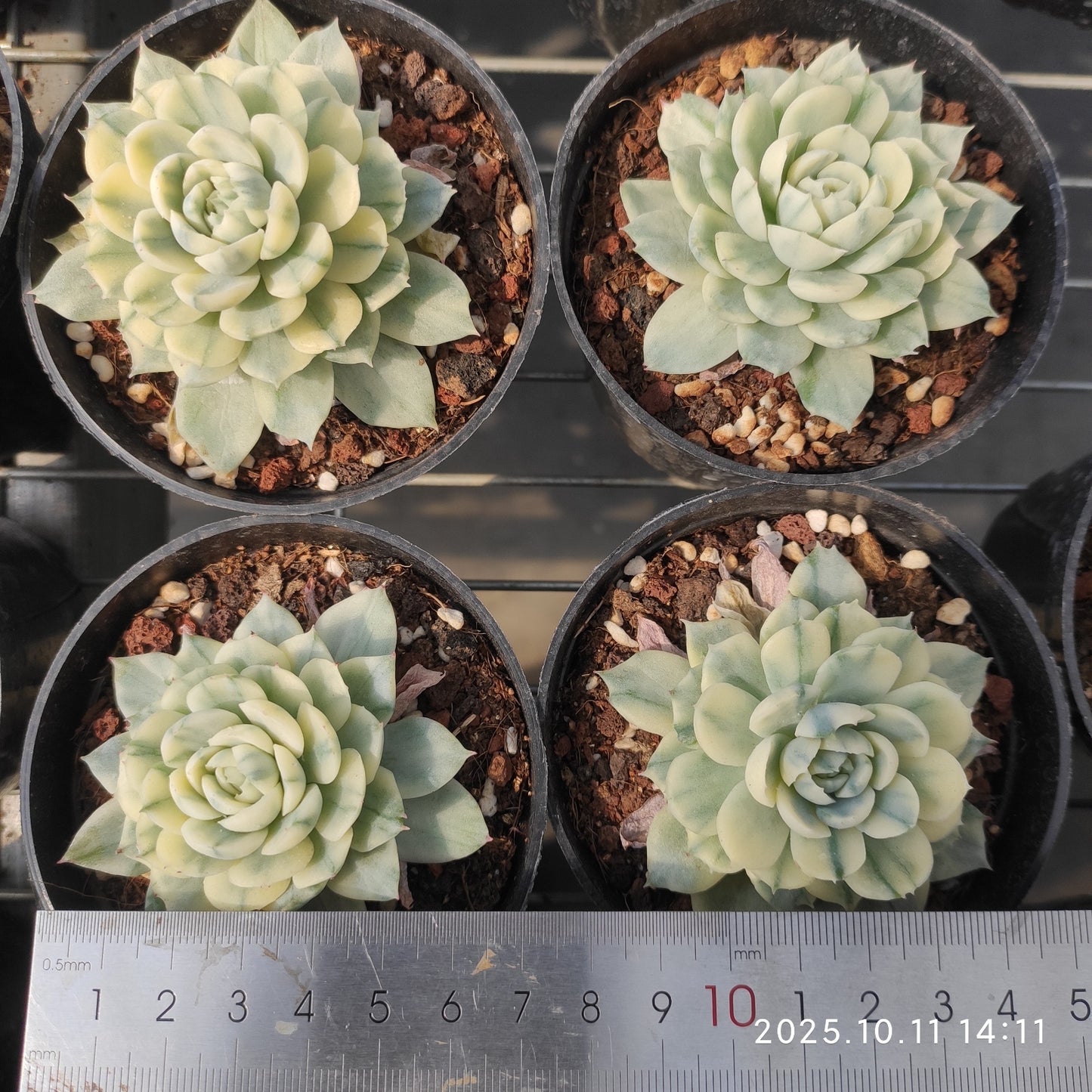 TPKM049 ベリー錦(7cm pot)