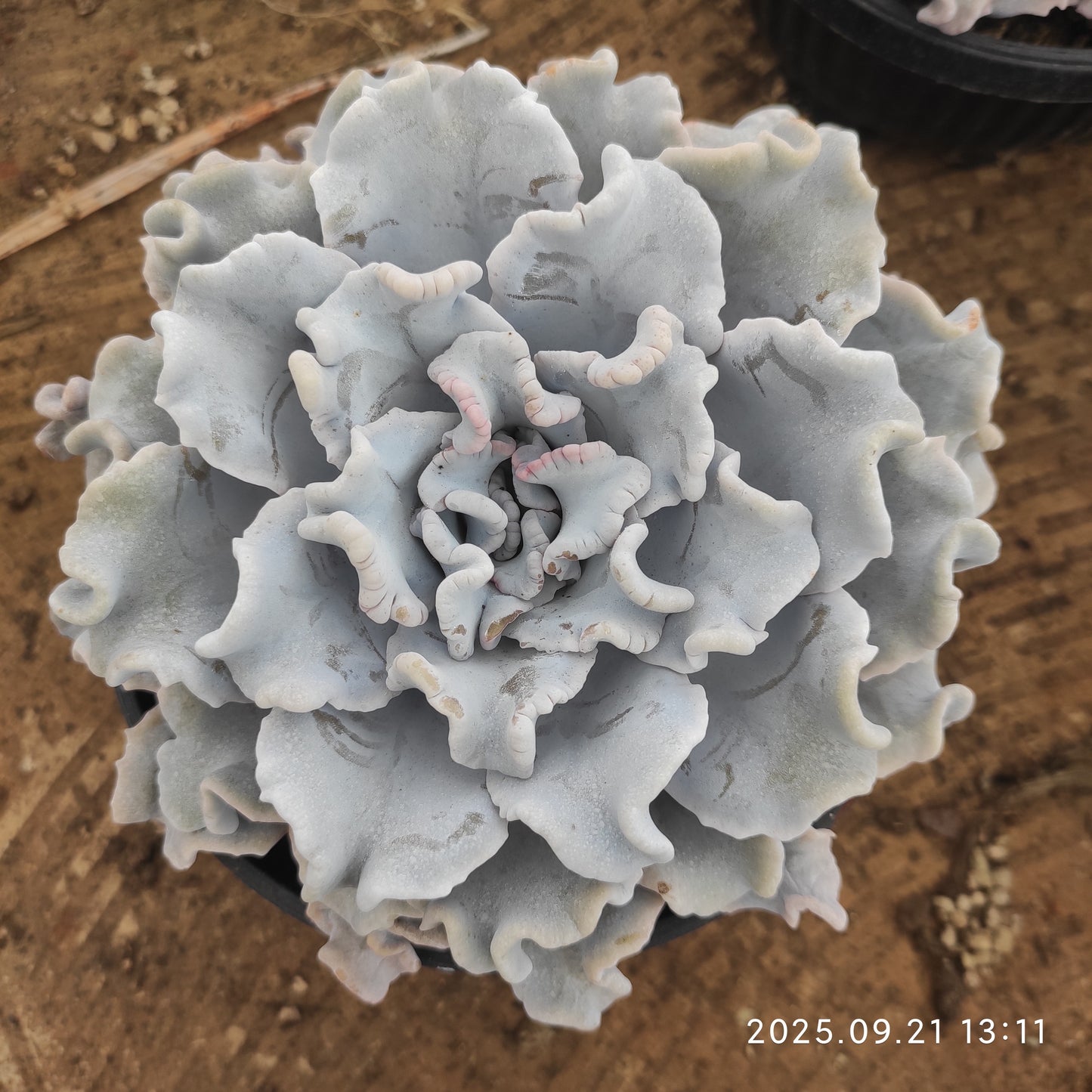 ZX232 クリスペートビューティ(18cm pot)
