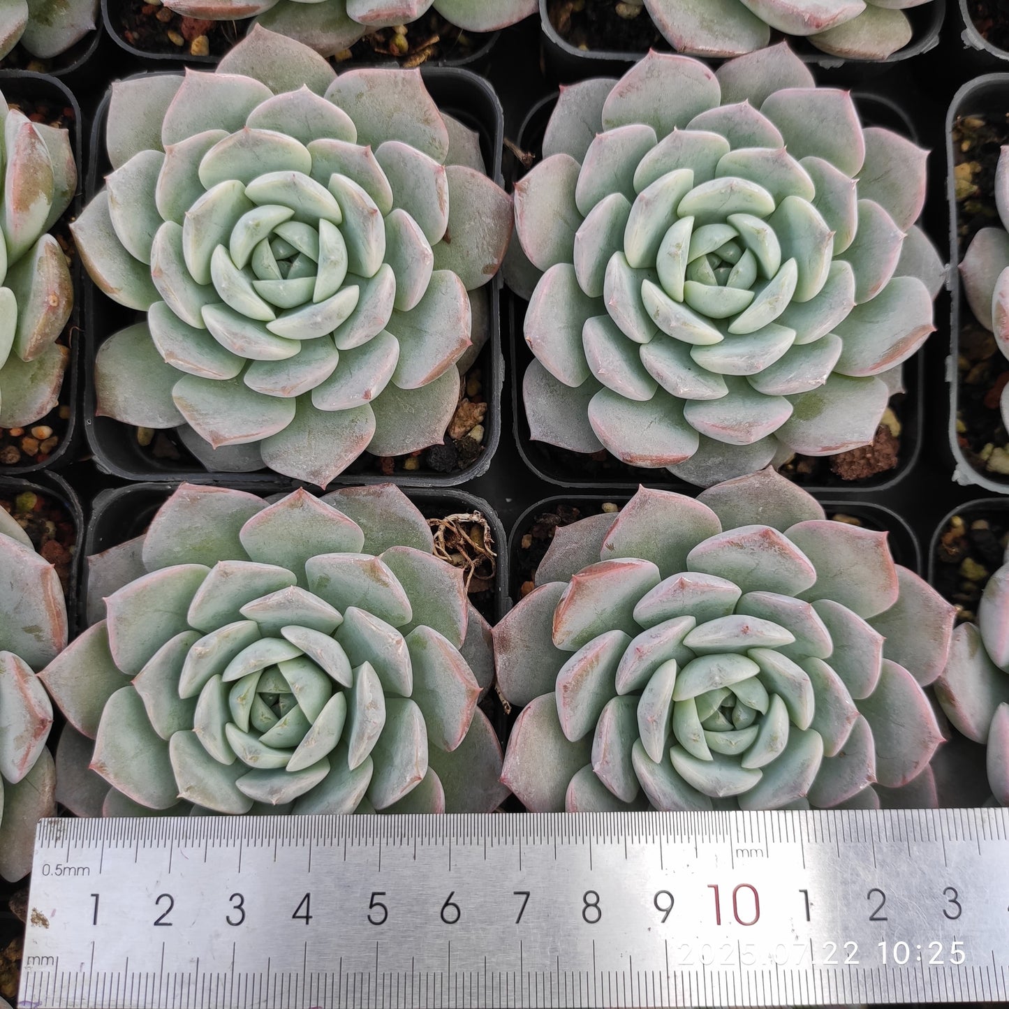 RC098 ピュアラブ(7cm pot)