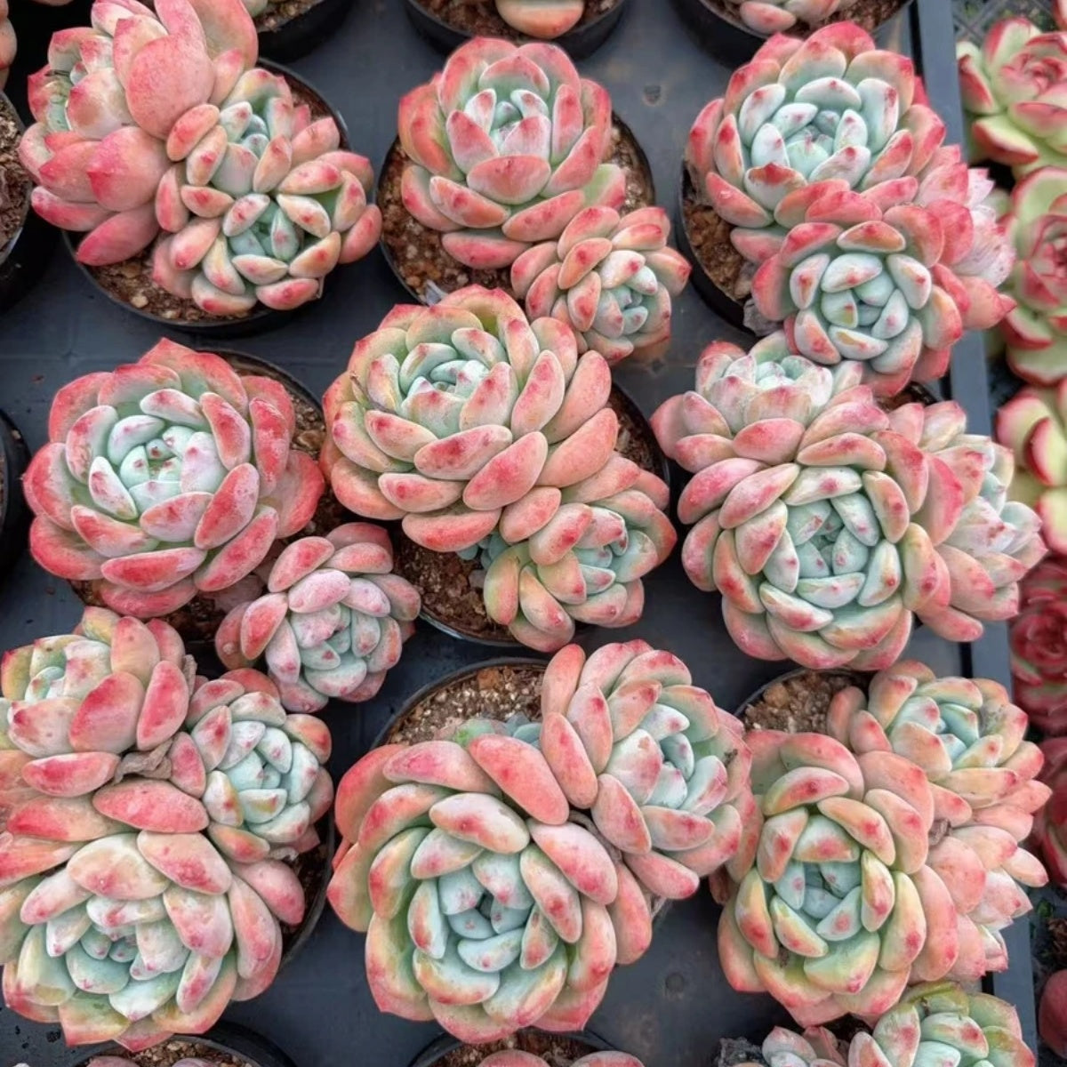 QNY141 クラバツムhyb(10cm pot)