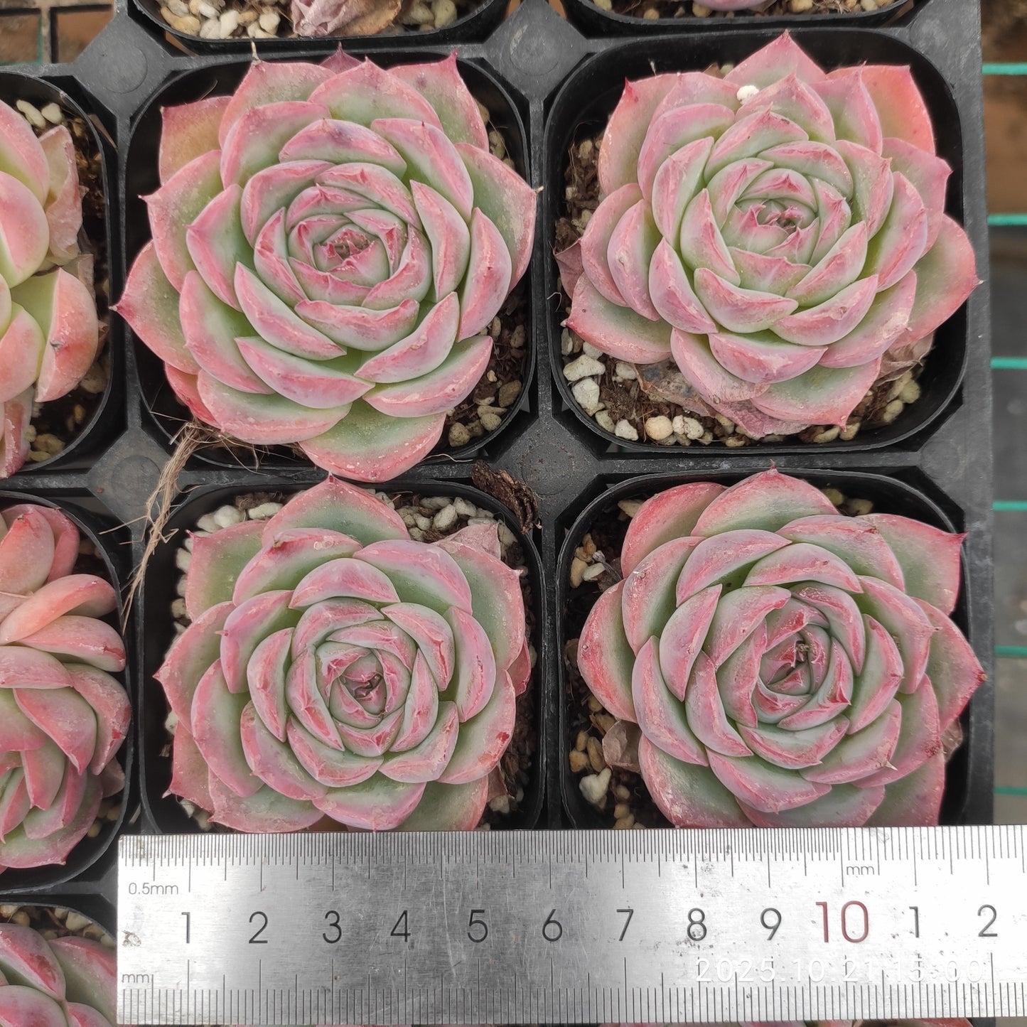 16017 シルエット(6.3cm pot)