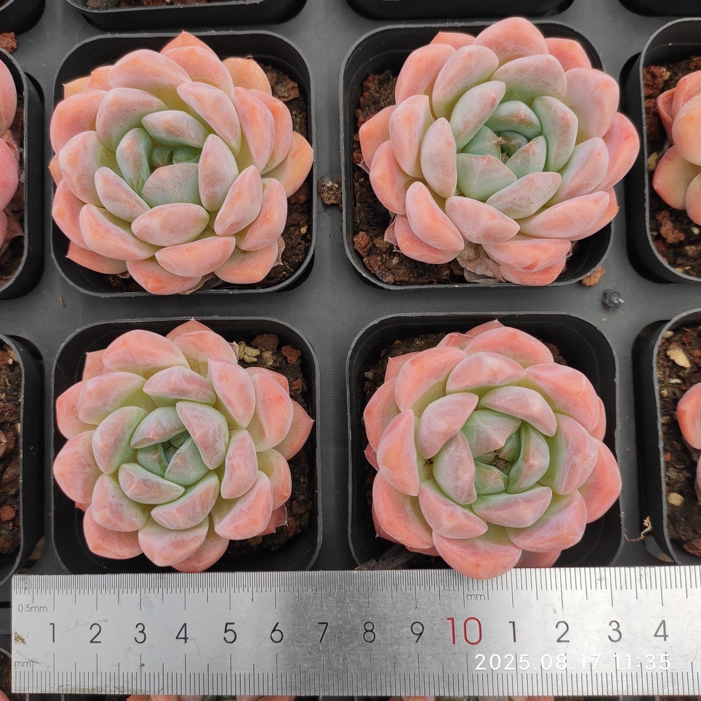 LMM388 ローンリー ハート Hyb(6.5 cm pot)