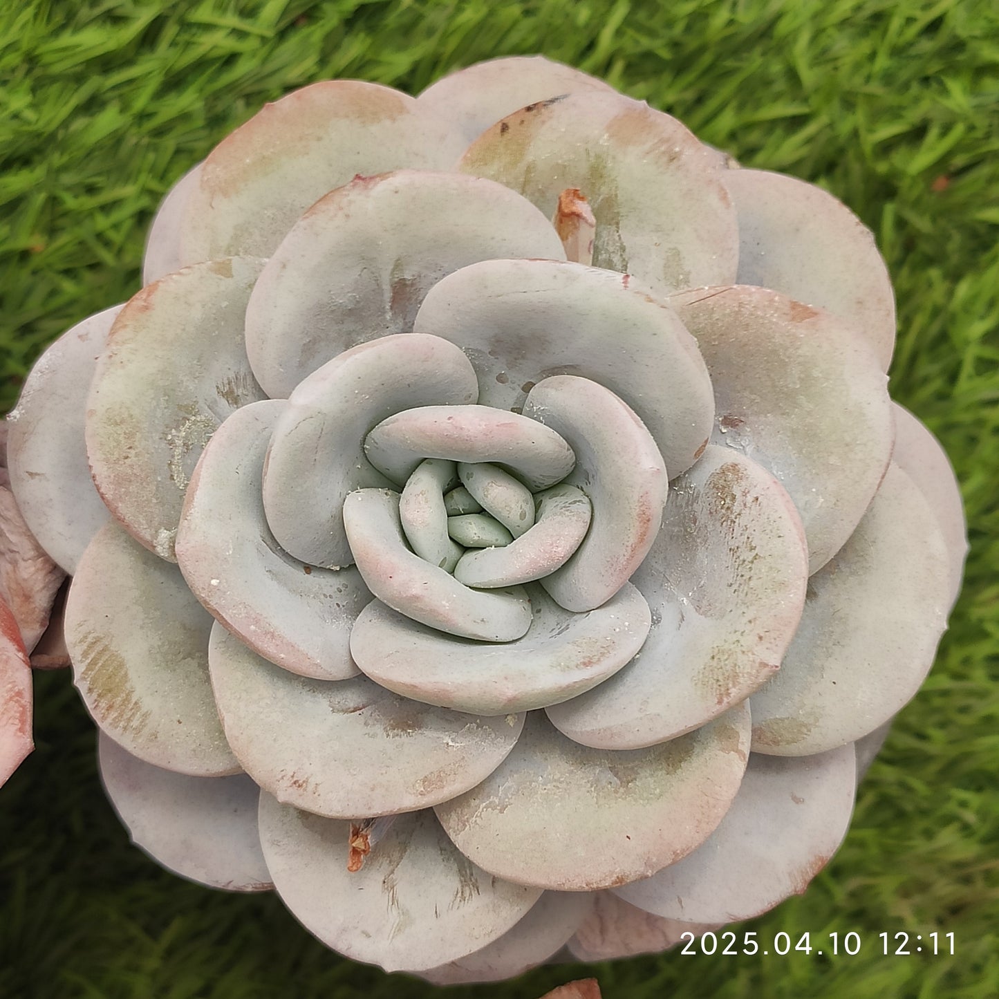 NGN099 ラウィ(9cm pot)