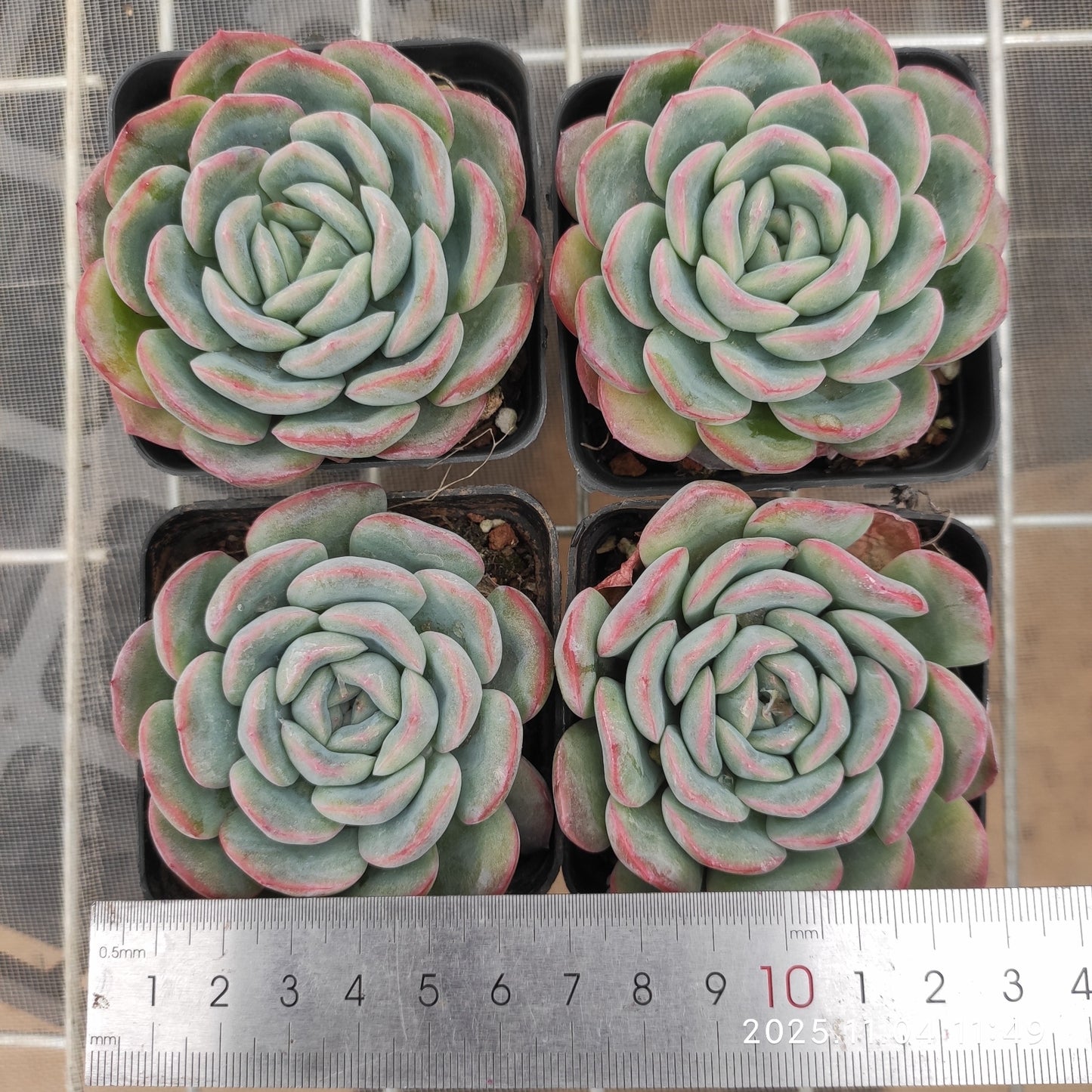 20759 アマビルHyb(7cm pot)