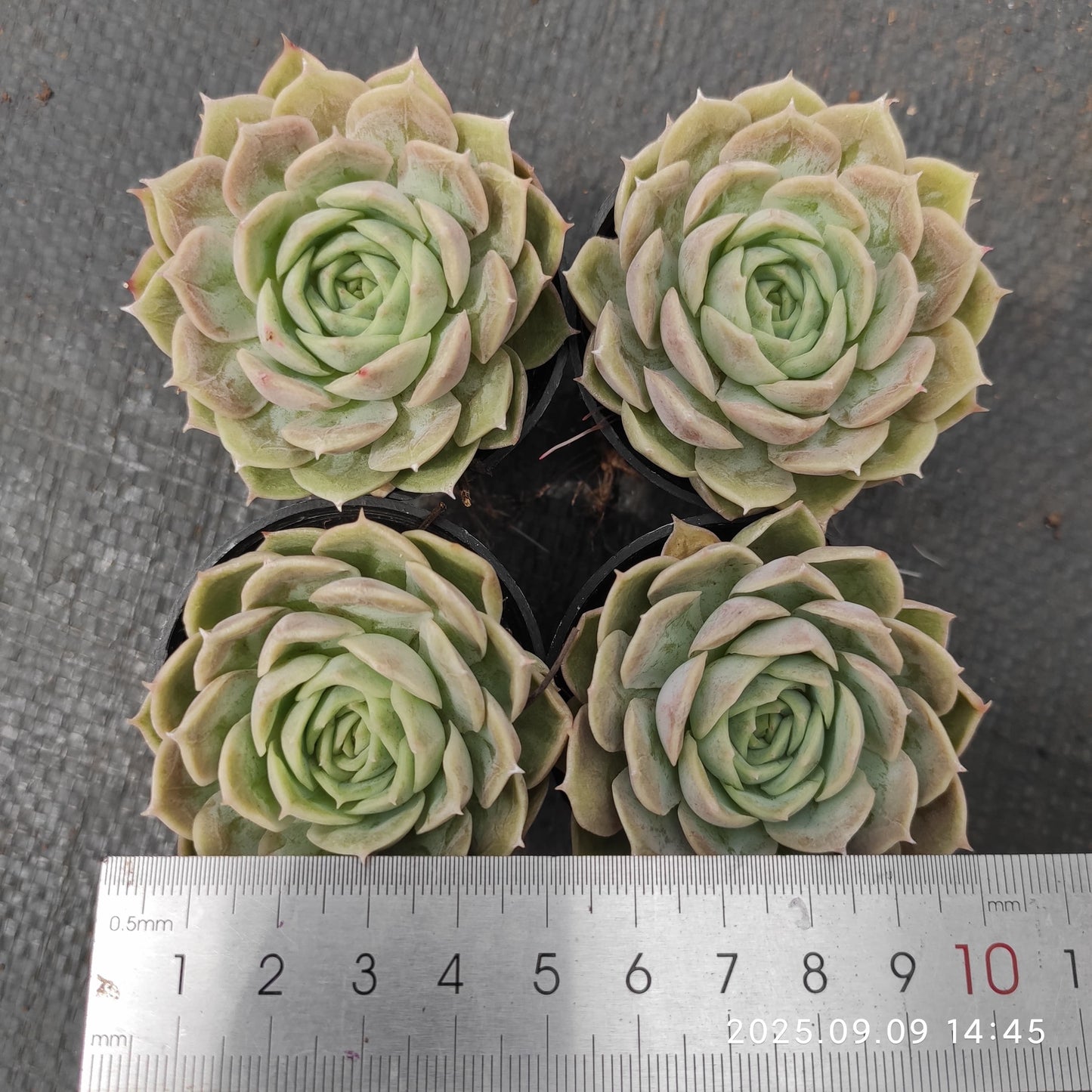MMT683 オンスロー (5.5cm pot)