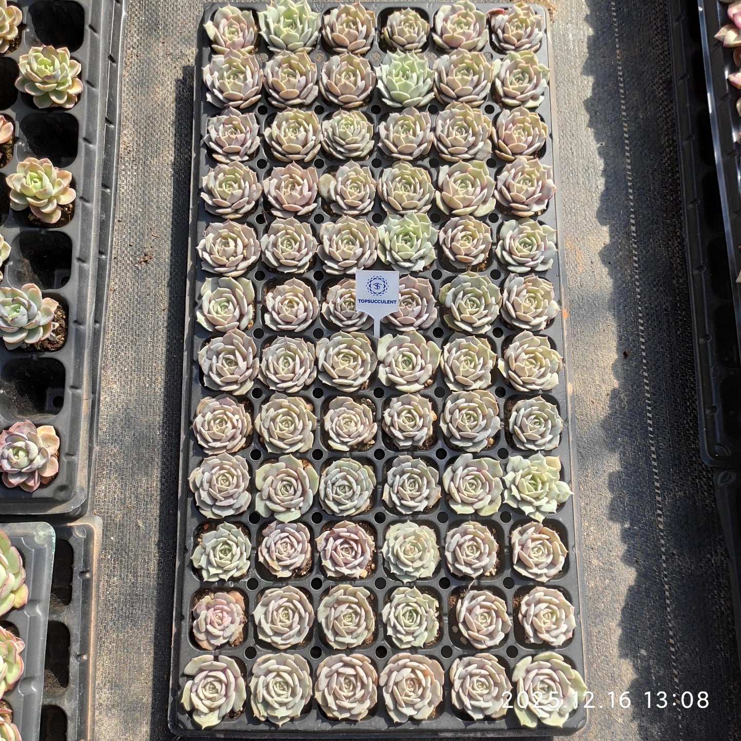 23704 ローラー(3cm pot)