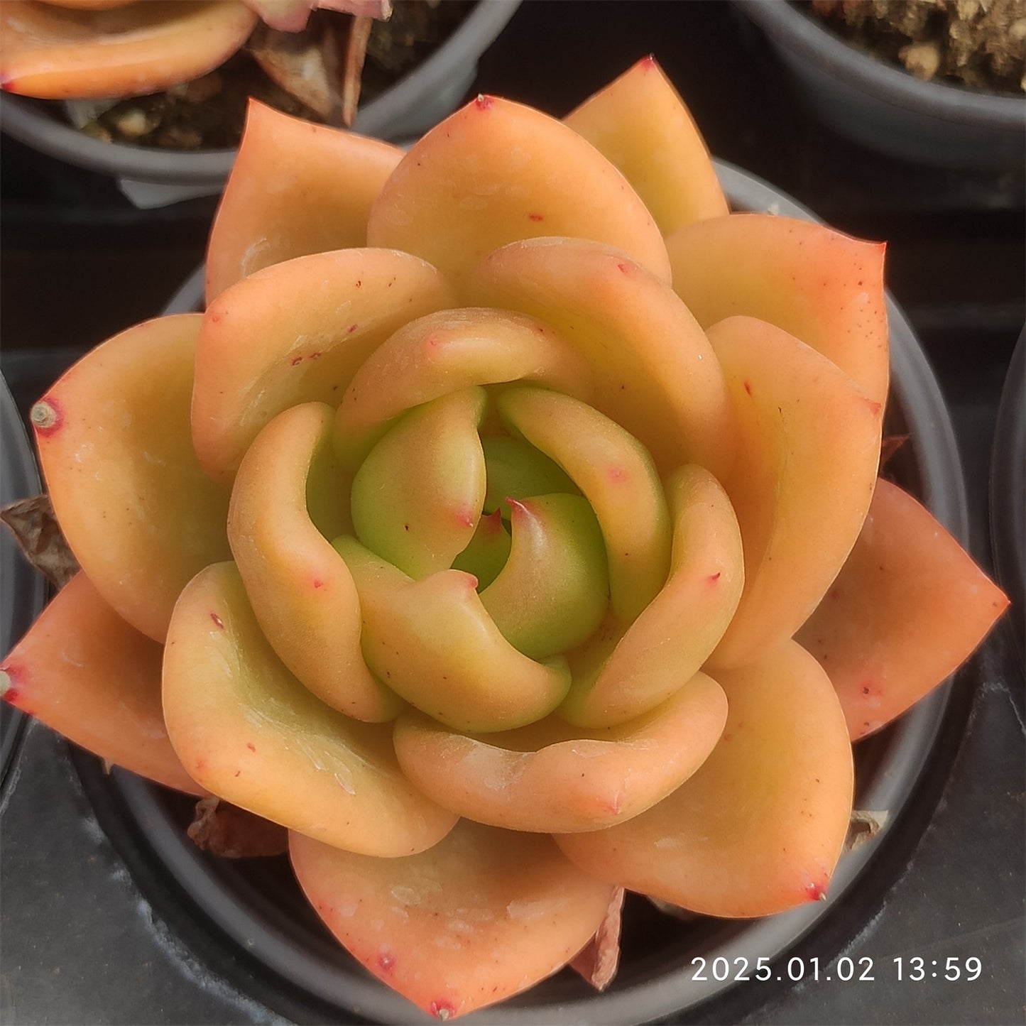 LMM310 ジューピター(7cm pot)