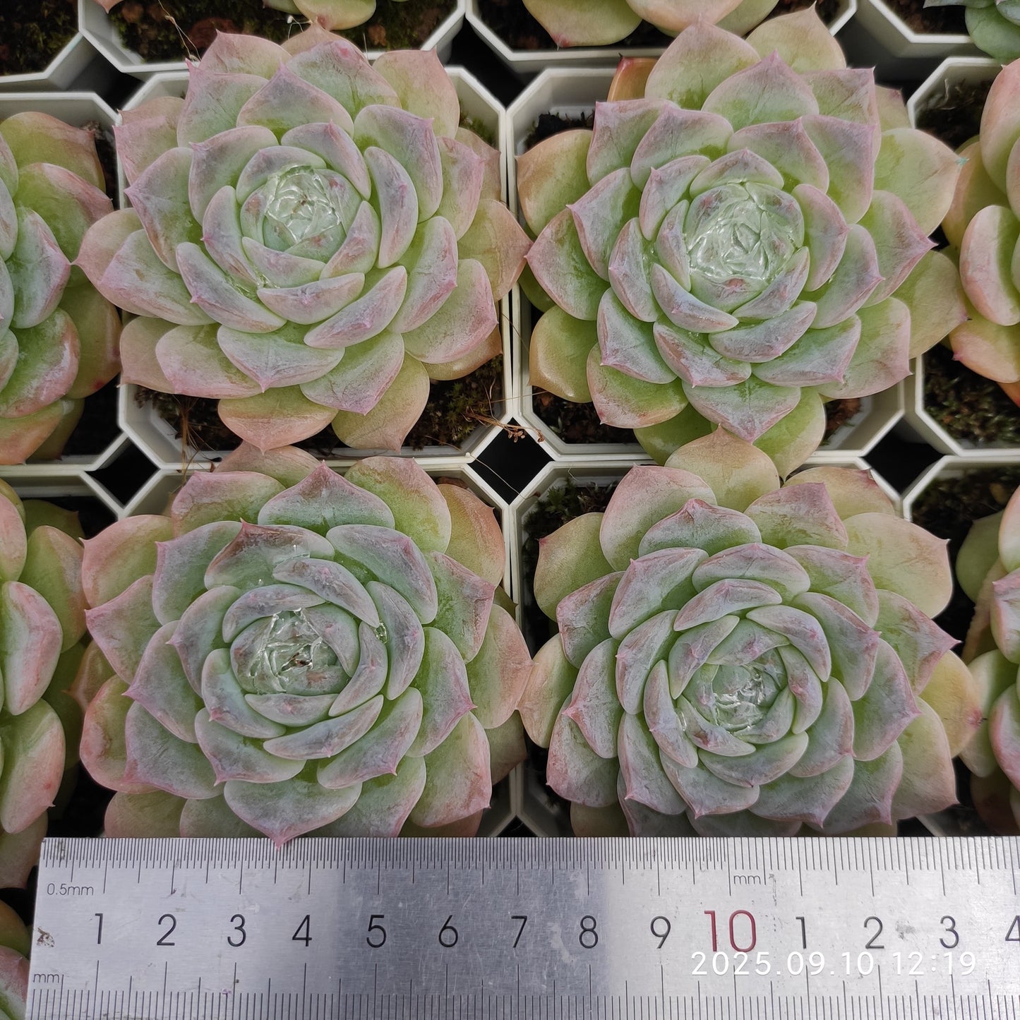 HG056 マルガン x ピュア ラブ(7cm pot)