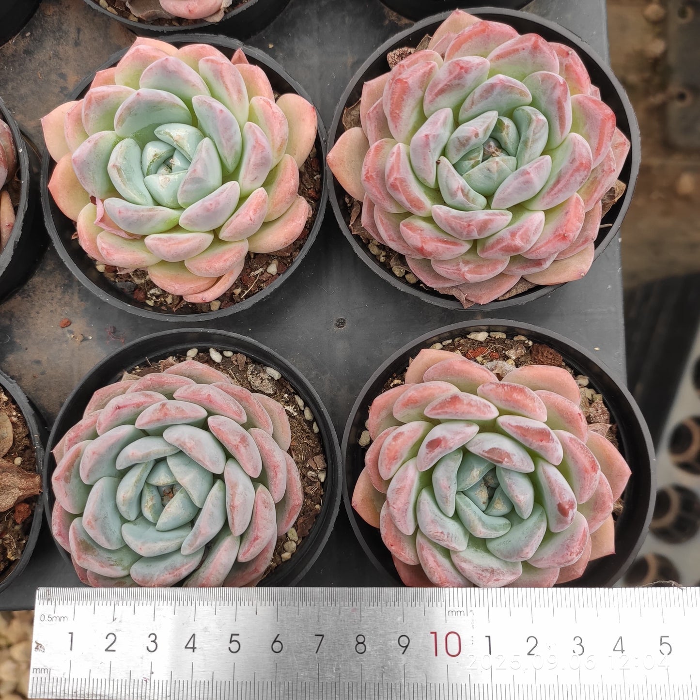 RC164 シック モンロー(7cm pot)