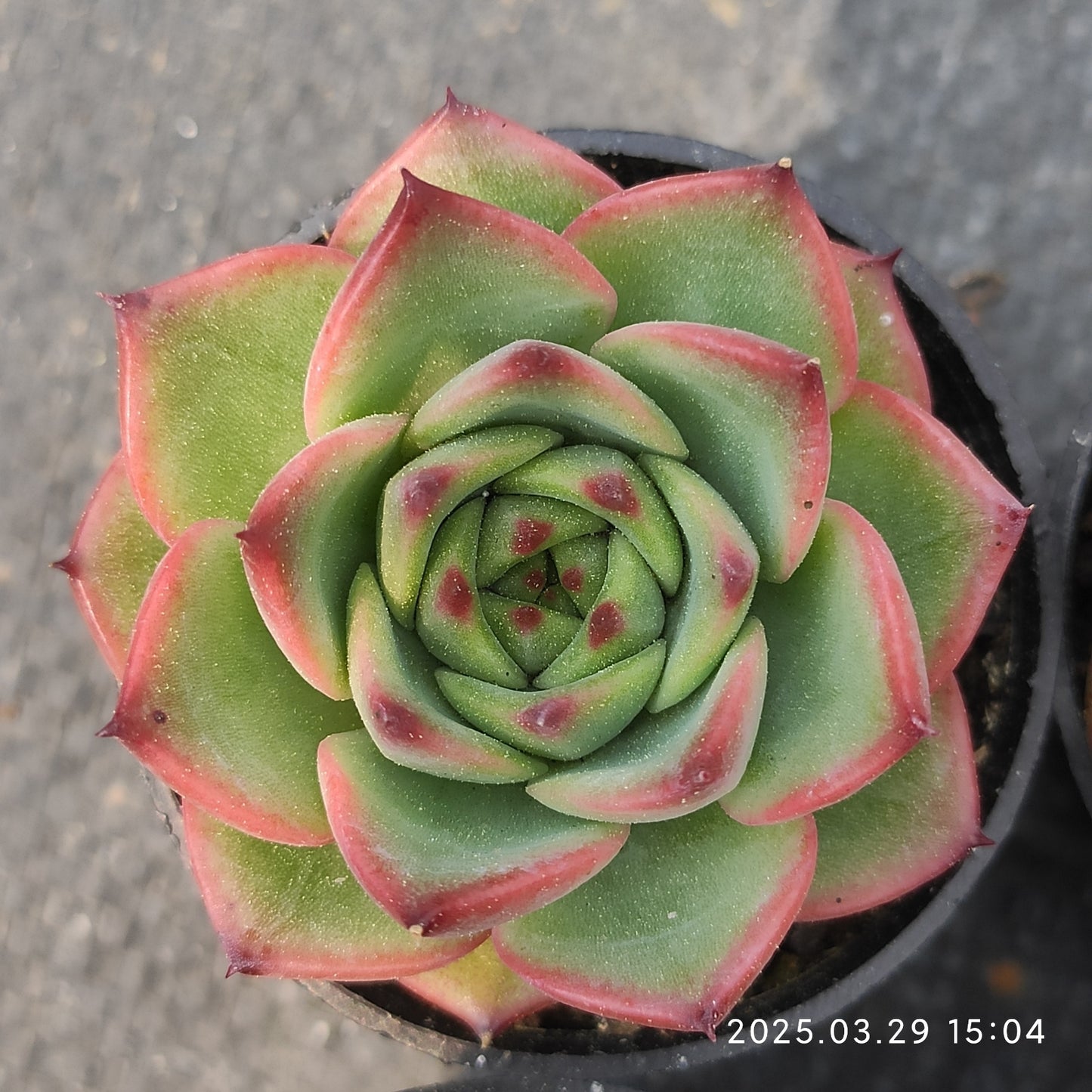 MMT379 ムーンストーン (5.5cm pot)