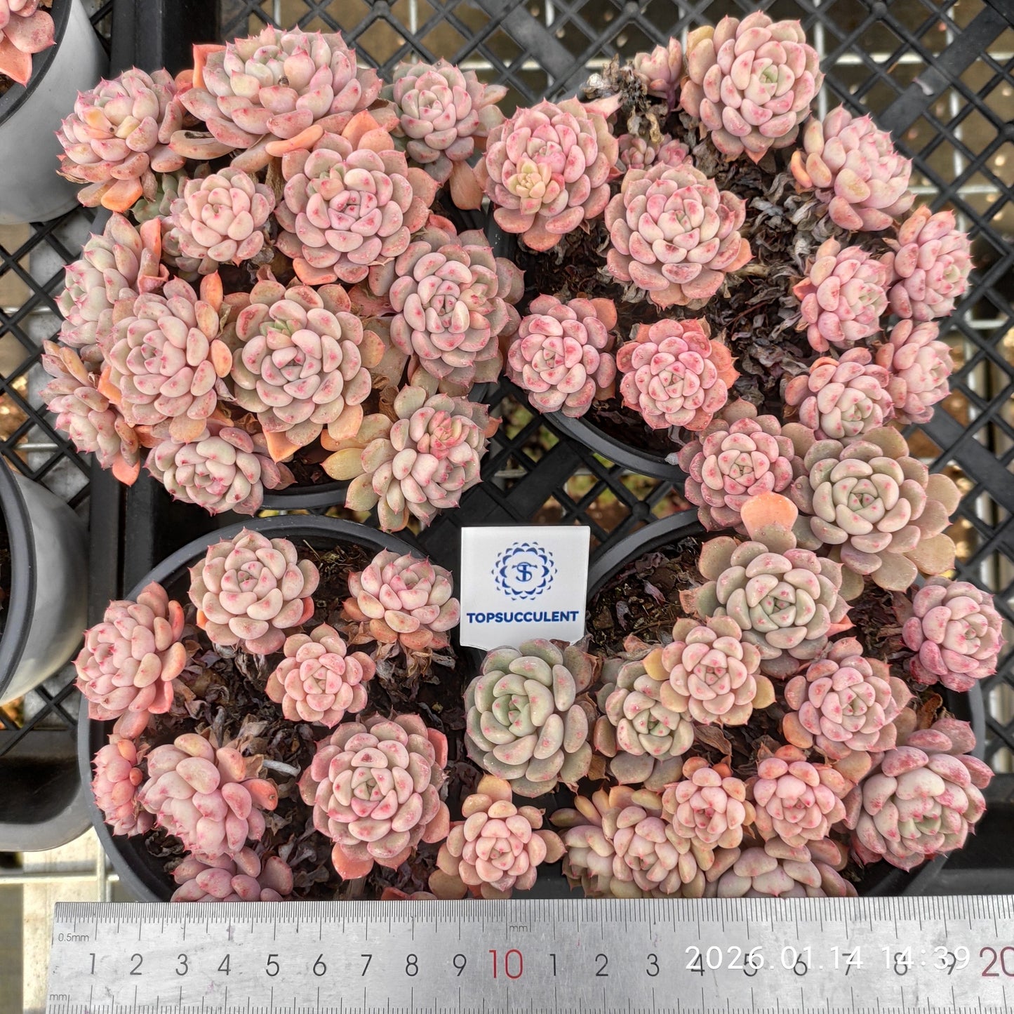 22450 キュートバブル