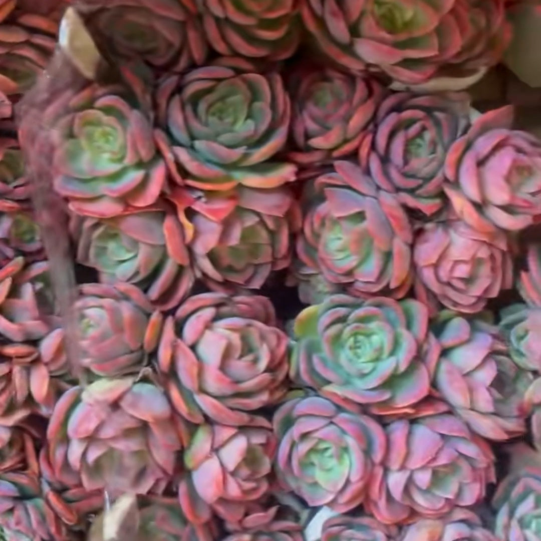 23648 ルエラ(14cm pot)