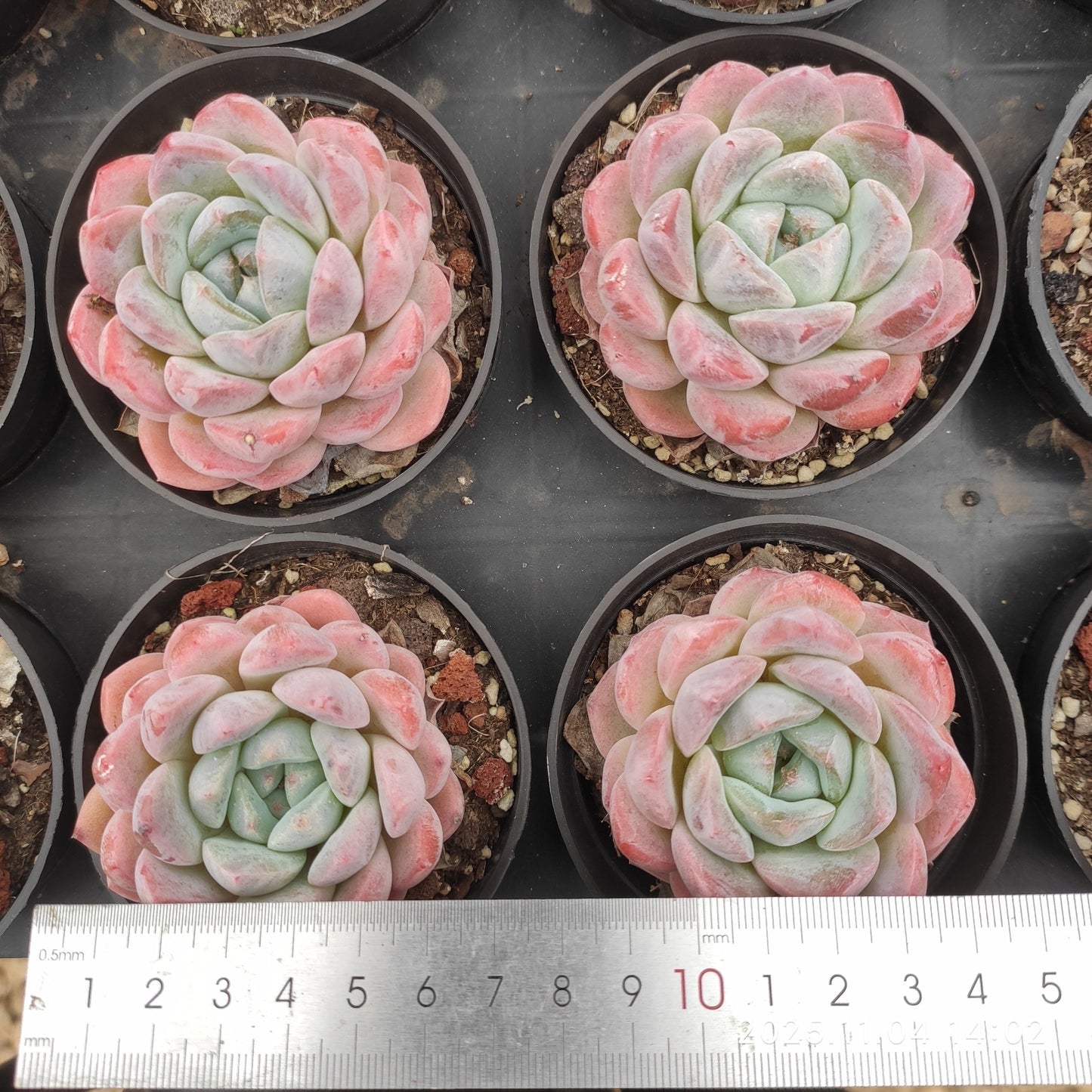 20792 シック モンロー(7cm pot)