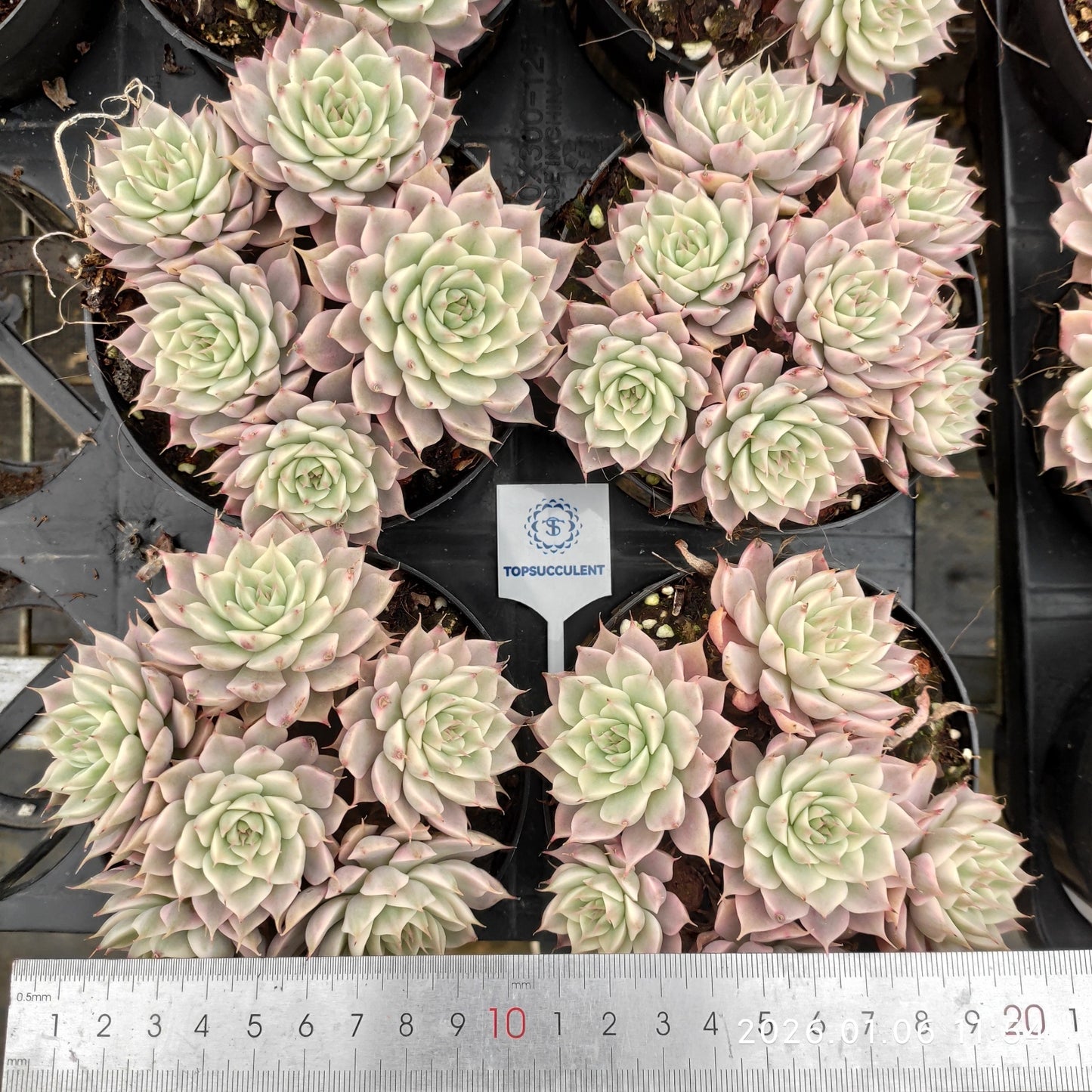 24358 マーガレット錦