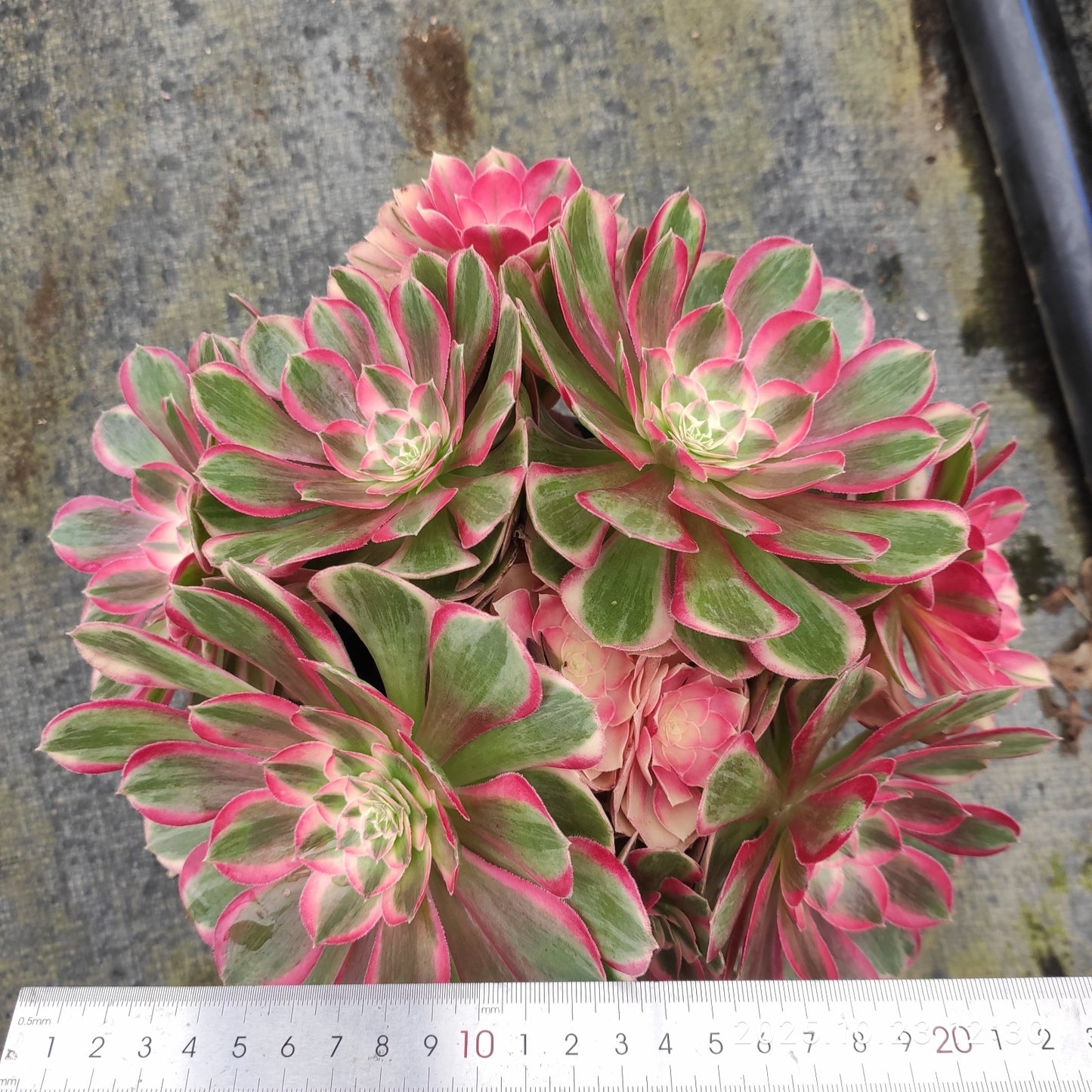 QZY001 ピーコック フェザーズ(17cm pot)