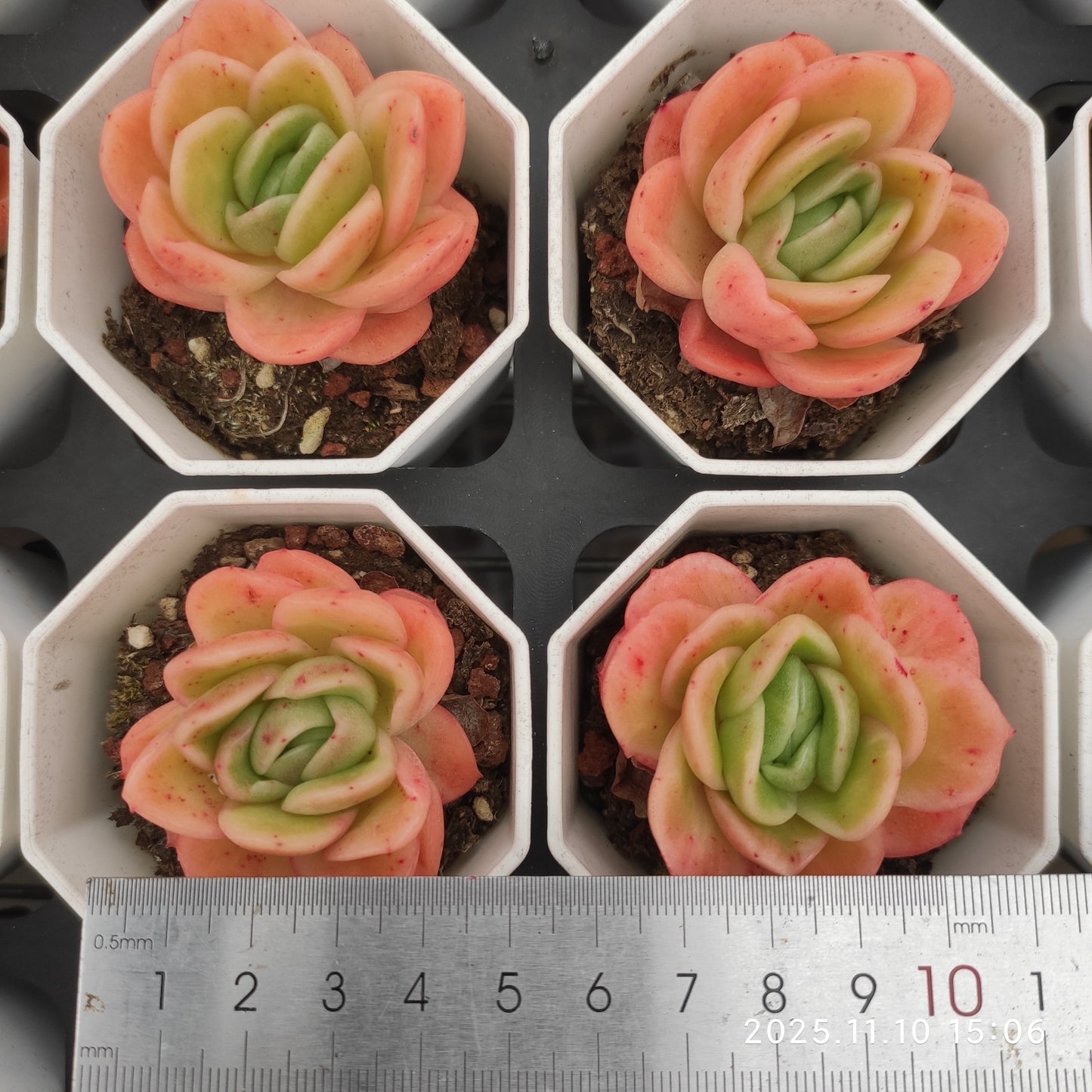 22605 アイスローズ(6.5cm pot)