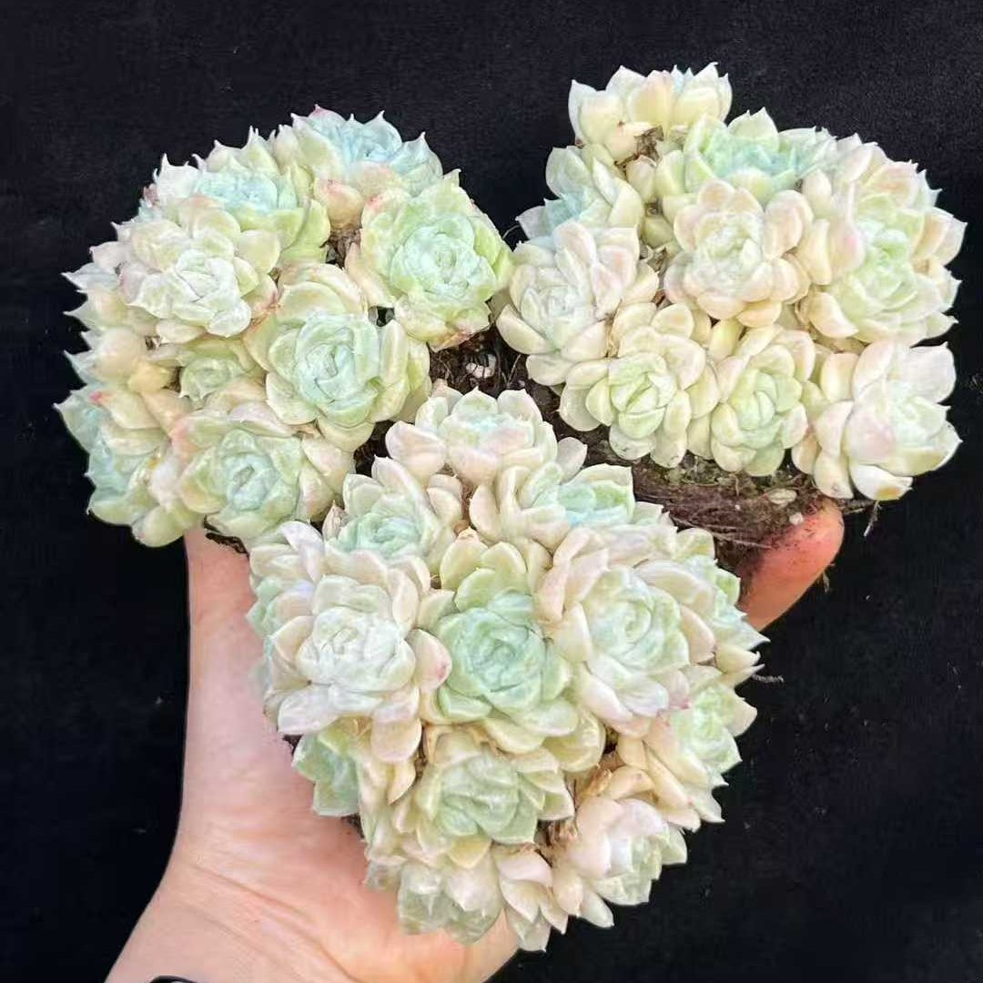 22003 ヒューミリス(9cm pot)