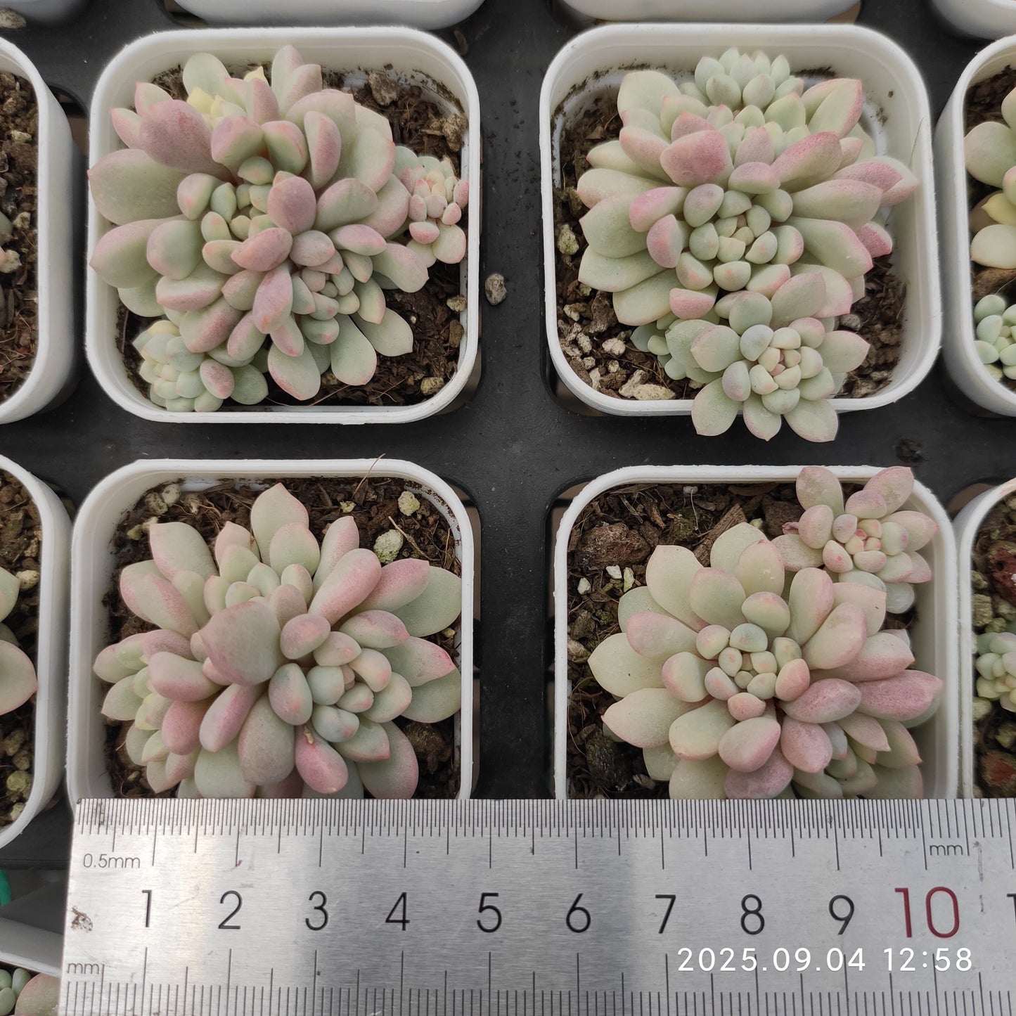 MMY1289 リトルレッドエッグ錦(5.5cm pot)