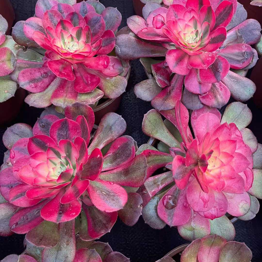 25316 オブシディアン フレイム