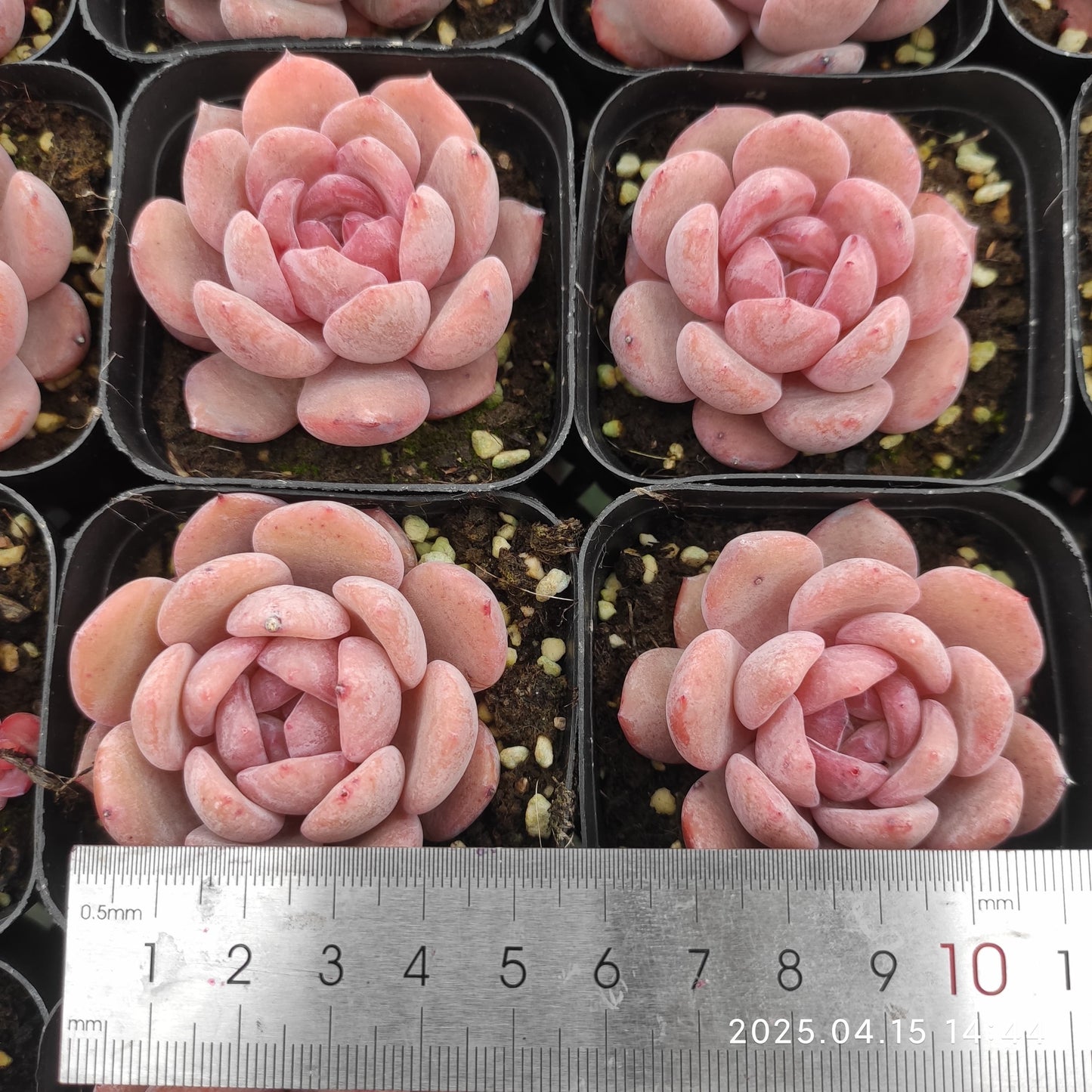 QN209 オレンジモンロー(5.5cm pot)