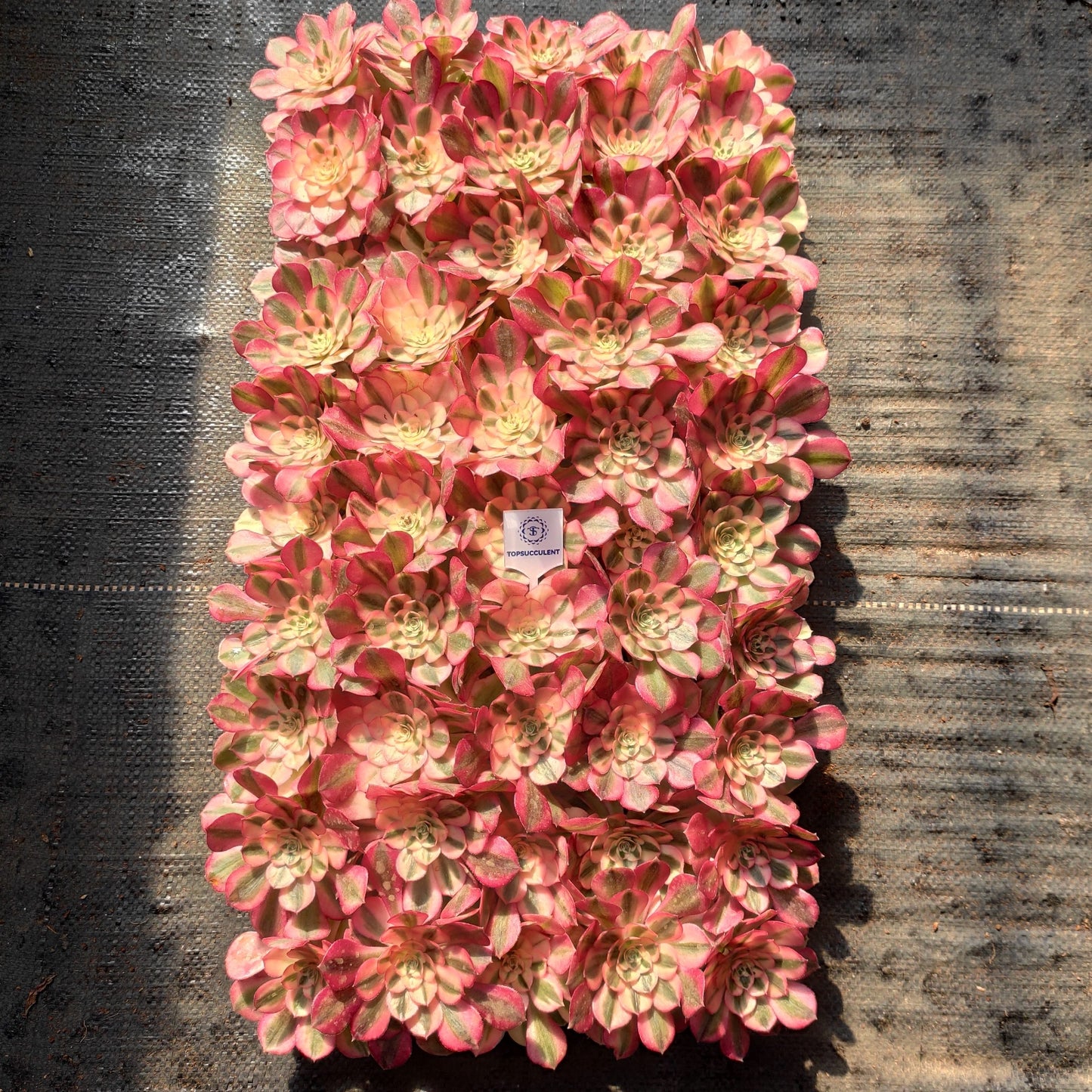 24616 チェリー ブロッサムズ