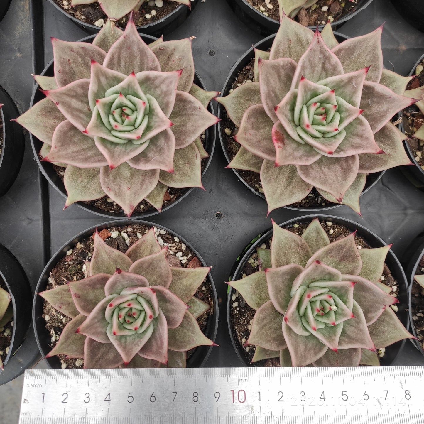 22269 スターズ錦(11cm pot)