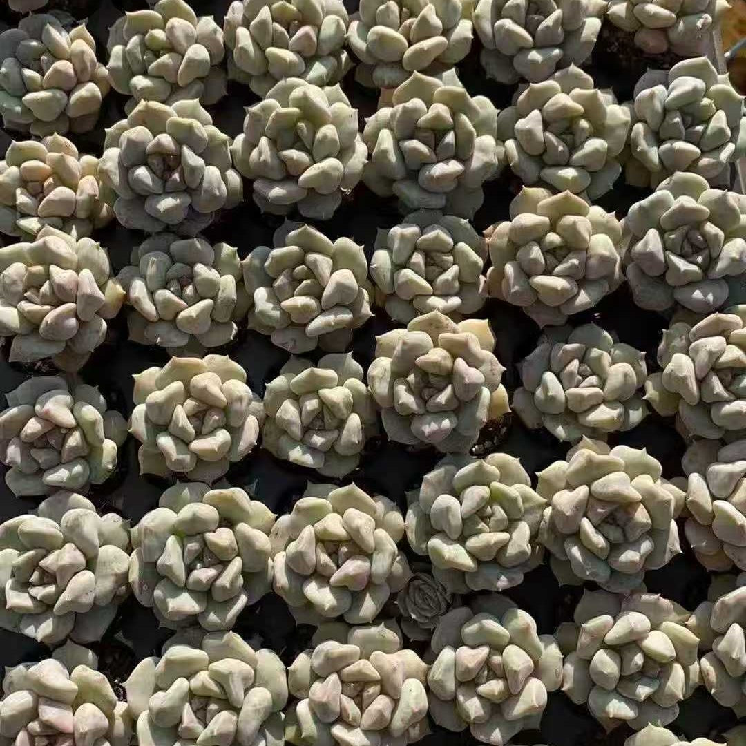 22232 スーパーミルク(3cm pot)(ポット苗)