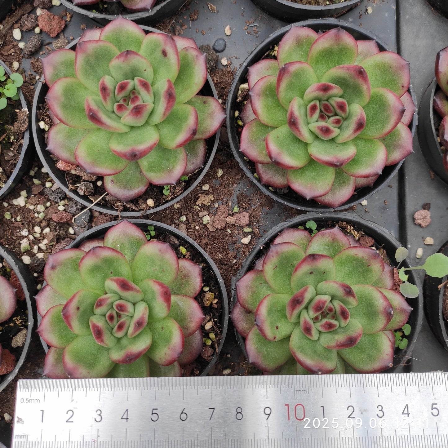 RC165 TM(9cm pot)